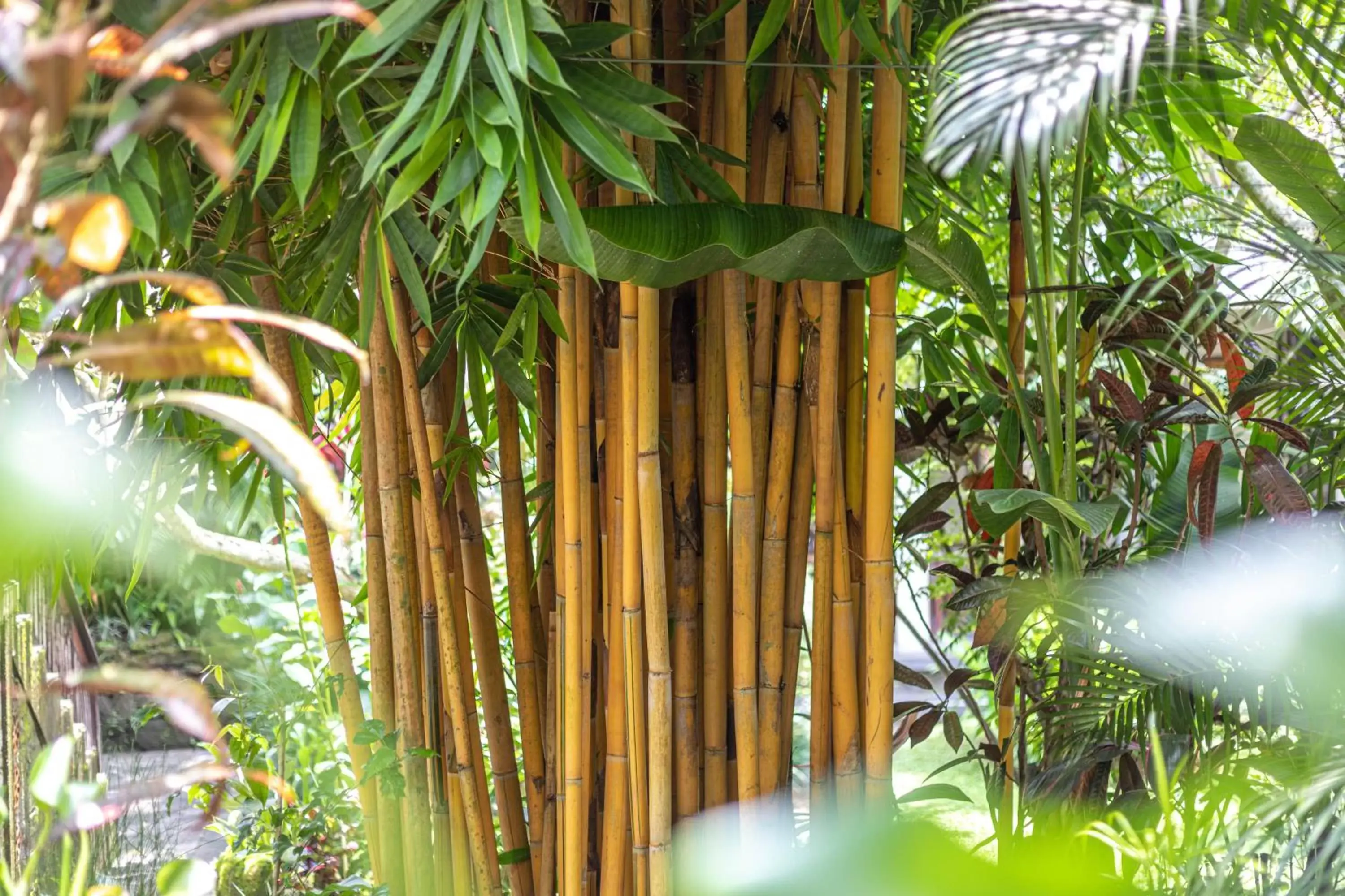 Garden in Meruhdani Boutique Hotel Ubud