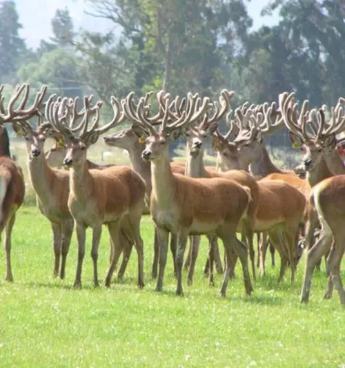 Animals in Forest Manor