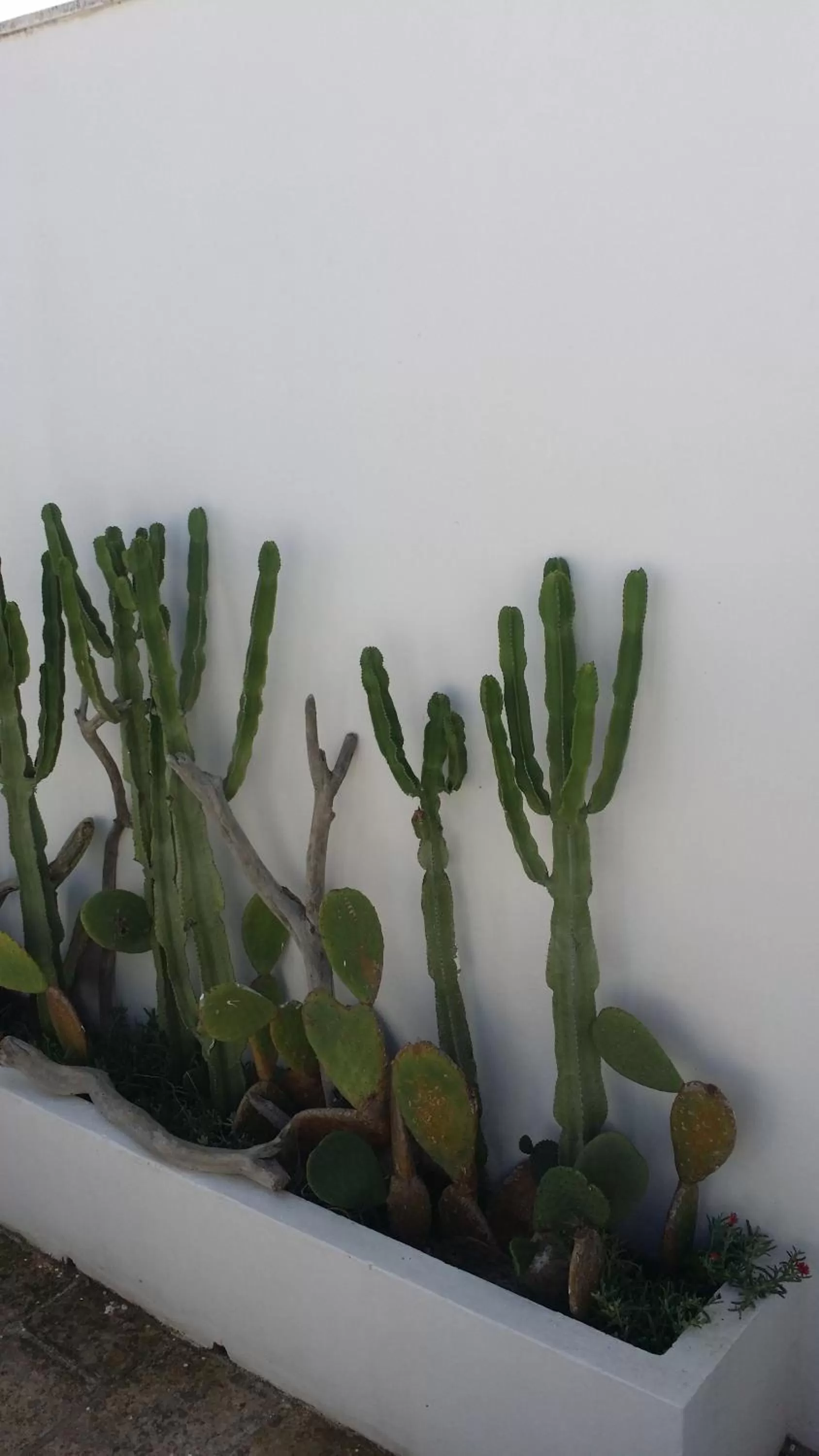 Property building, Food in Corte Moline