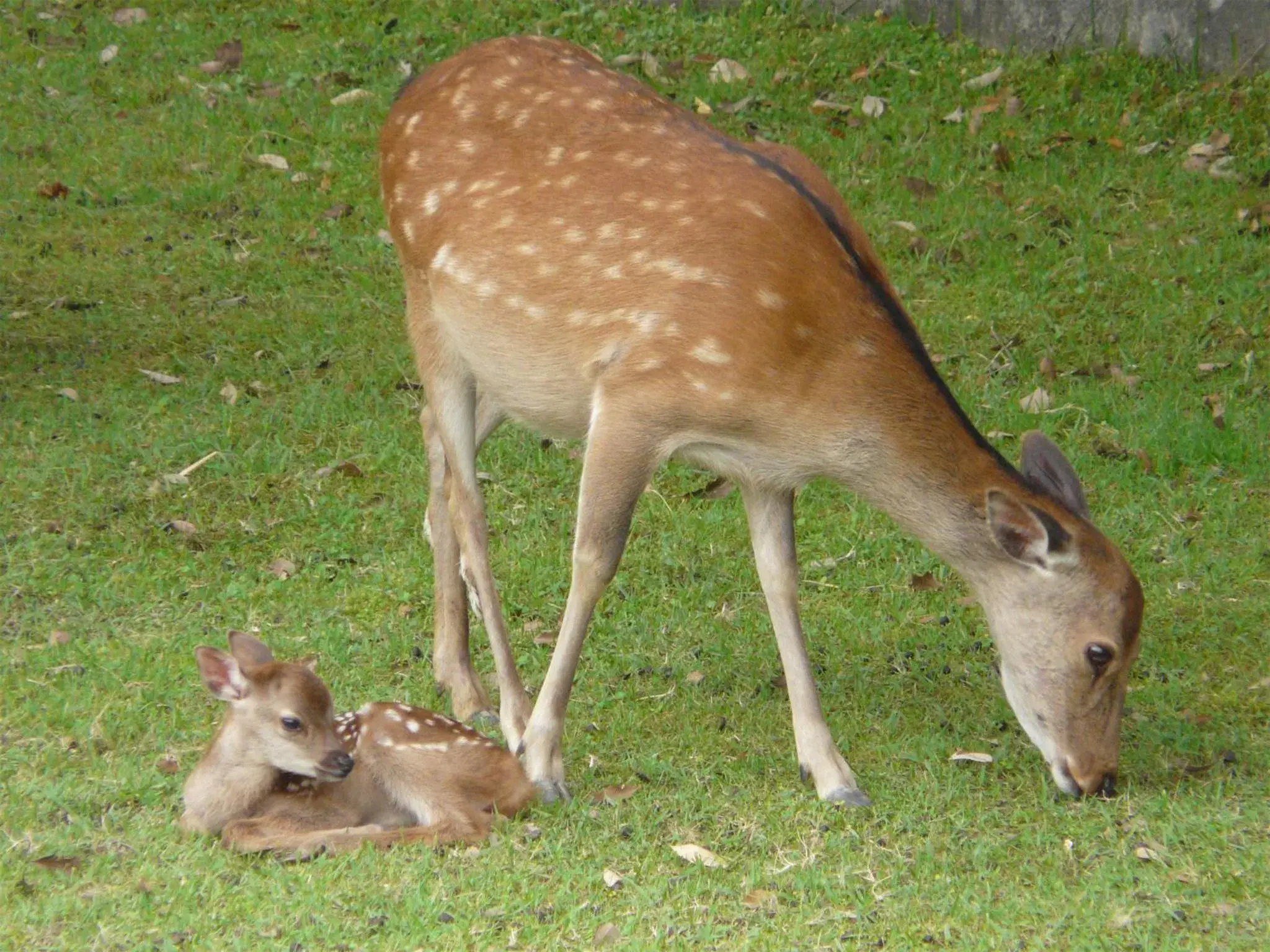 Other, Other Animals in Nara Royal Hotel