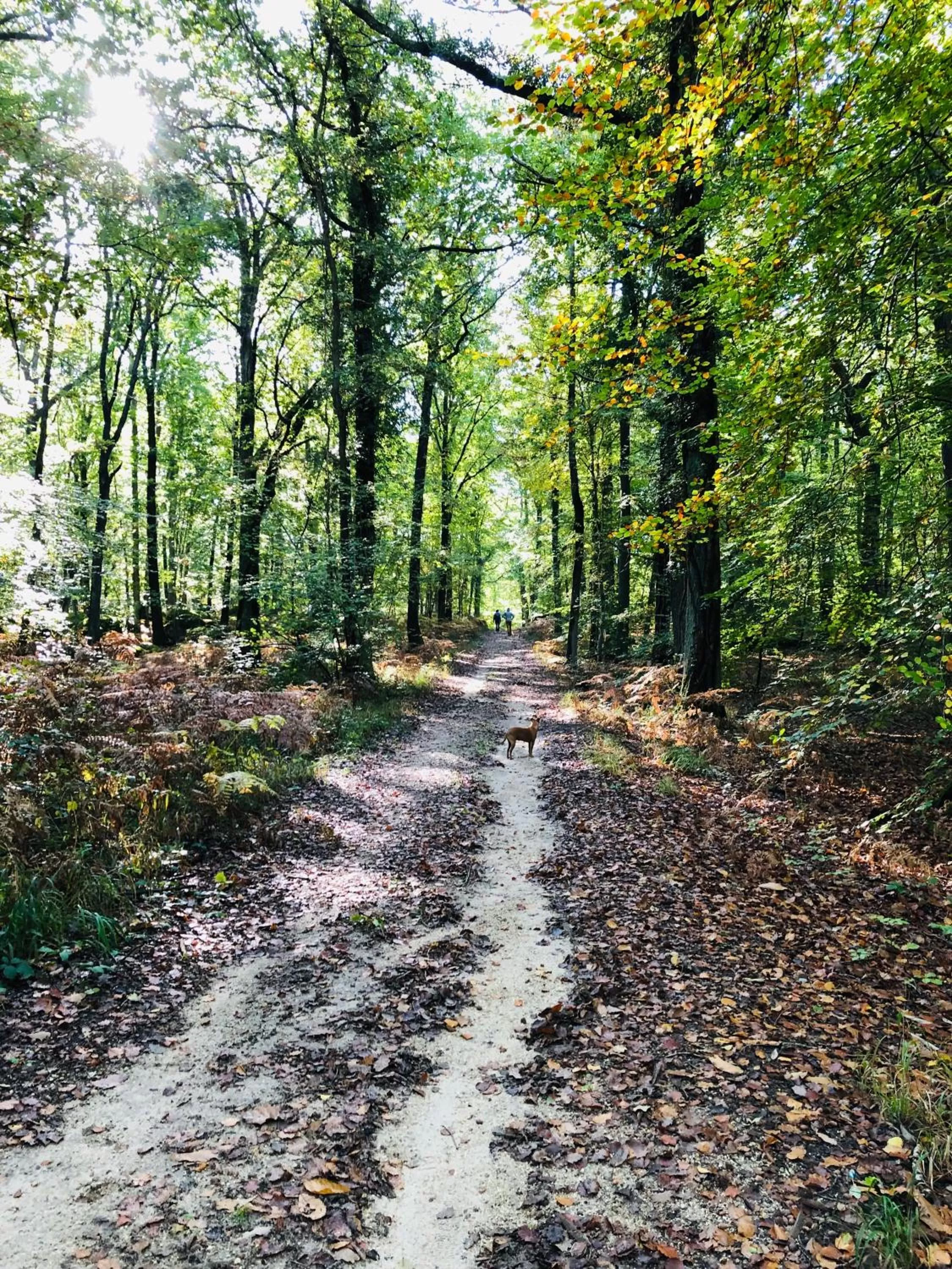 Hiking in La plaine de l'Angelus