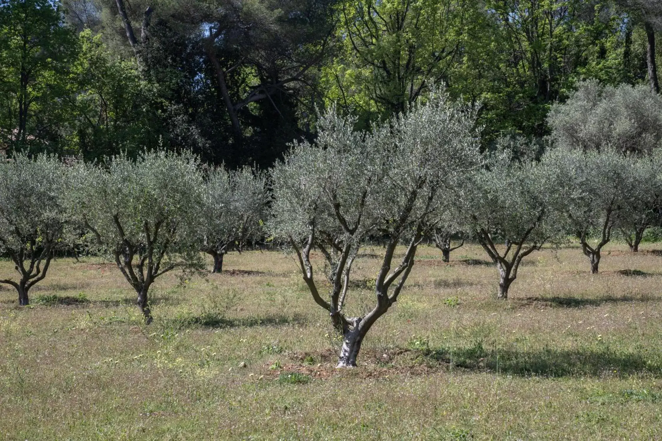 Garden in Hotel Les Messugues