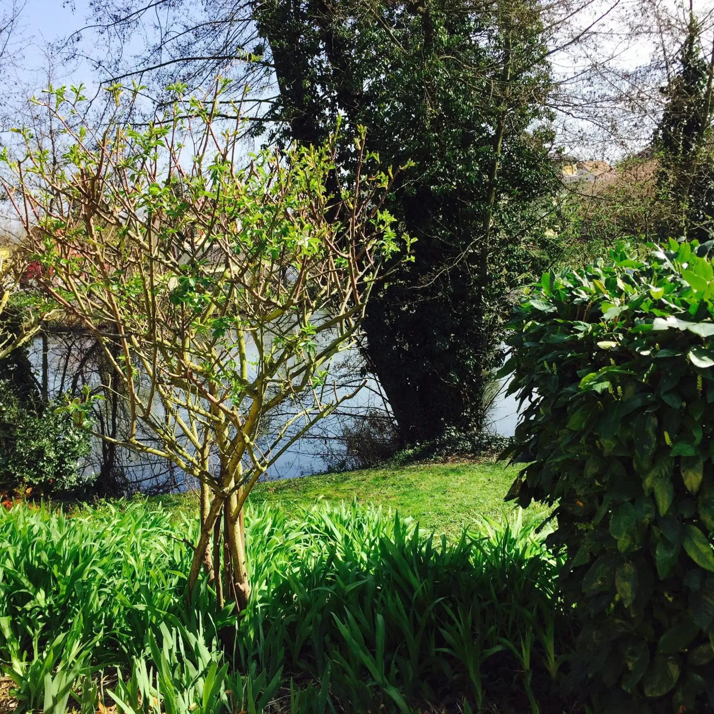 Garden in L'Hôtel des Bords de L'ill