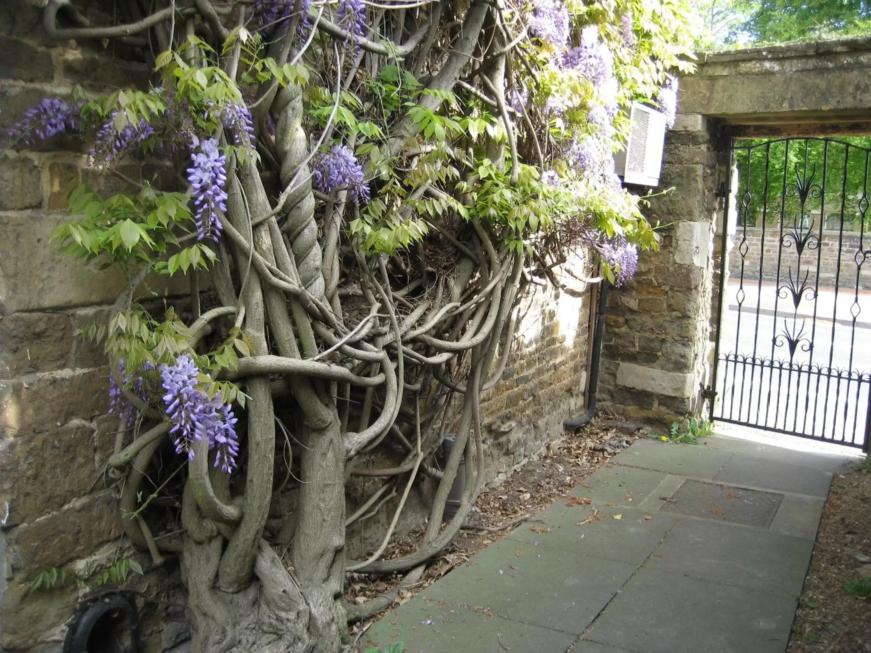 Decorative detail in Wisteria Hotel