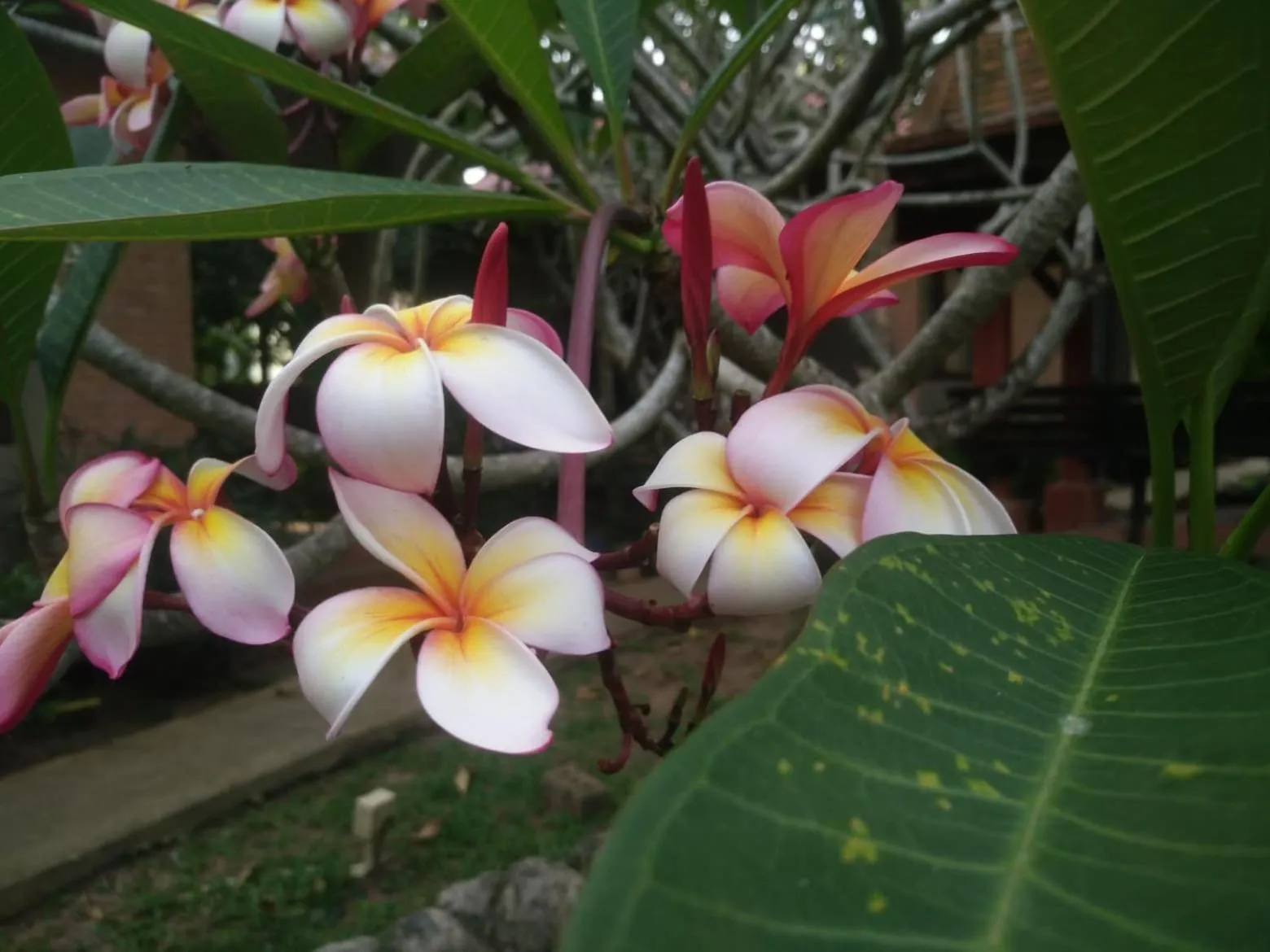 On site in Flora Ville-SHA PLUS