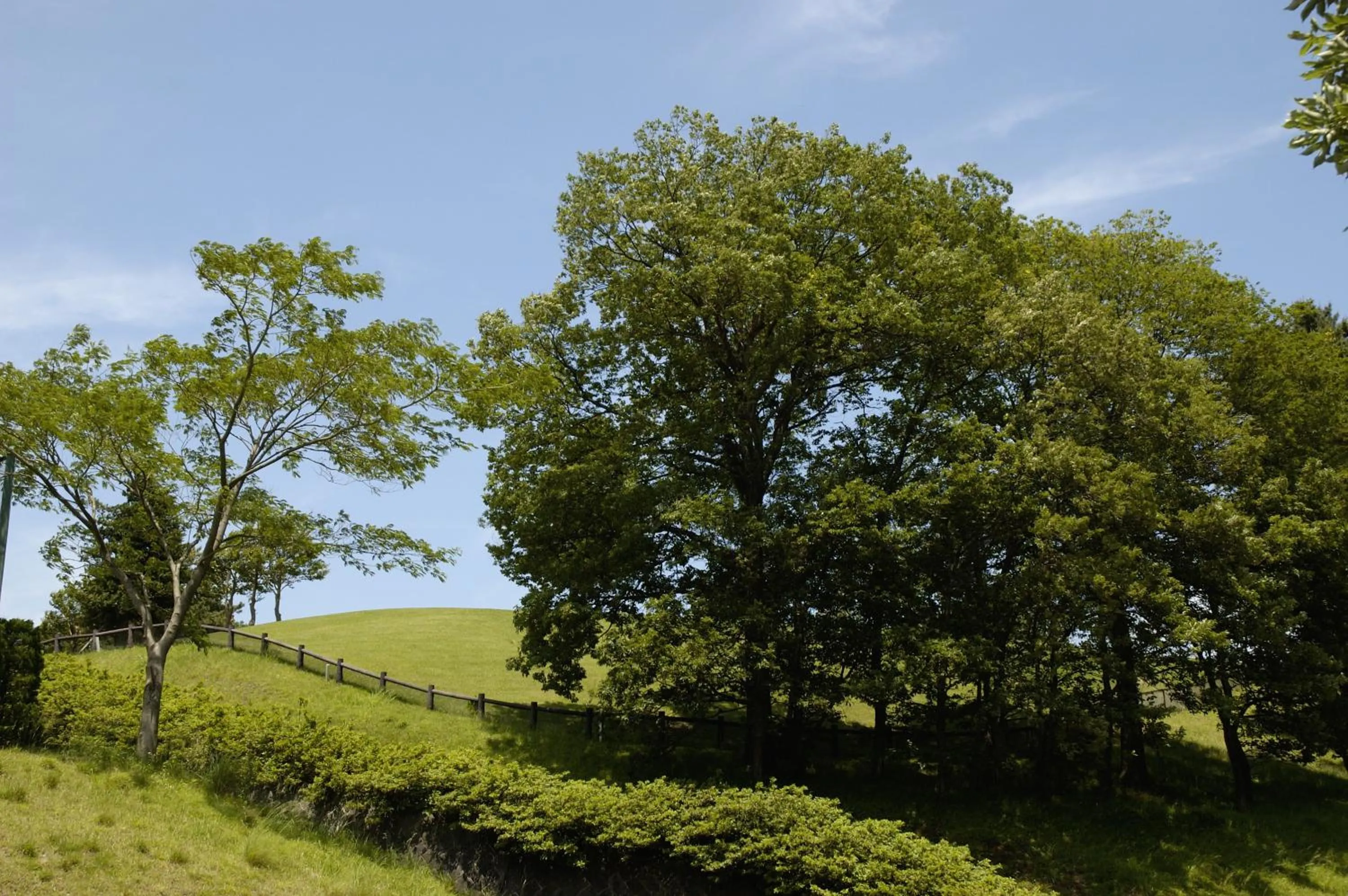 Natural landscape in Hotel Laforet Shuzenji