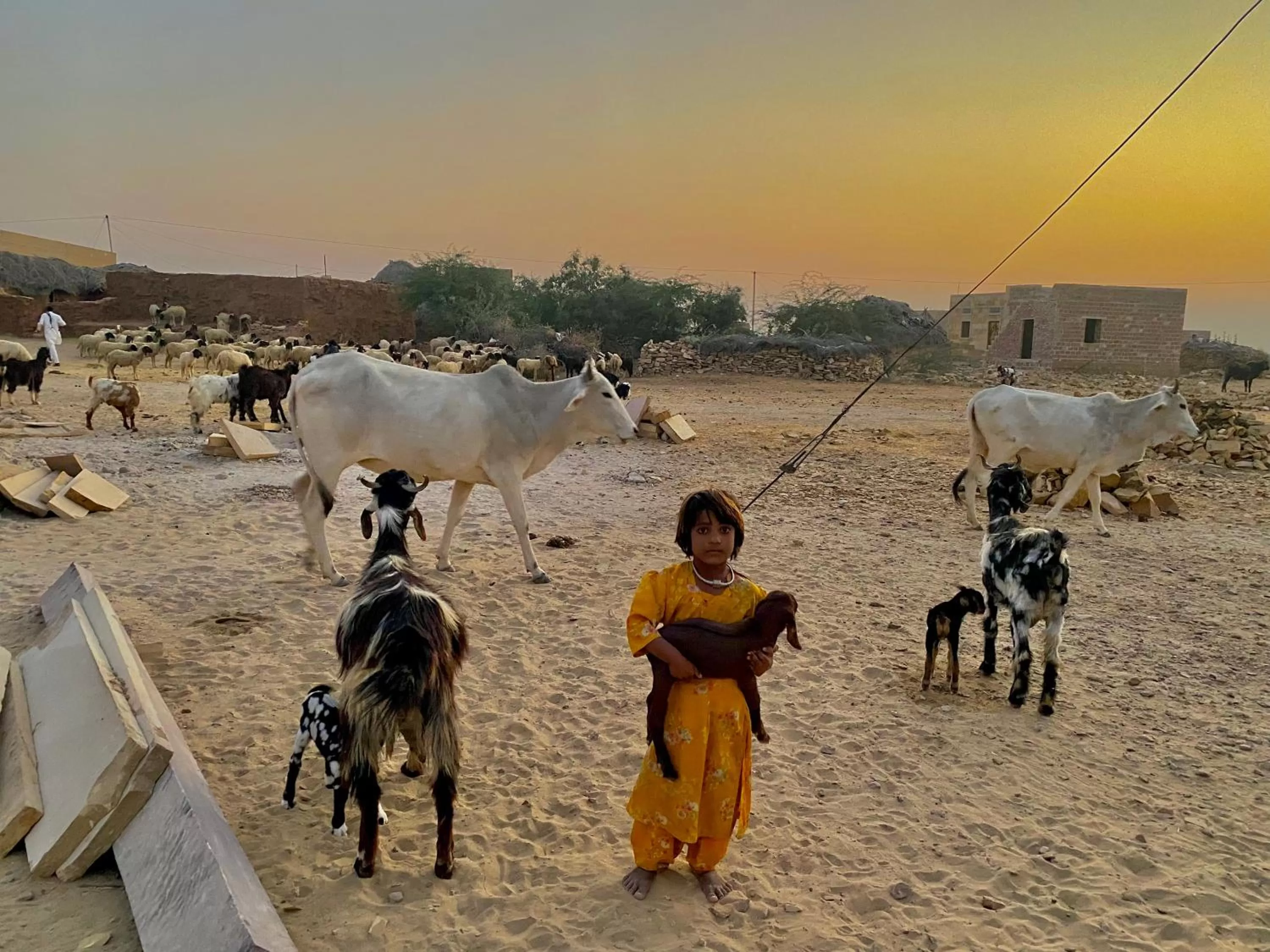 Other Animals in Hotel Murad Haveli