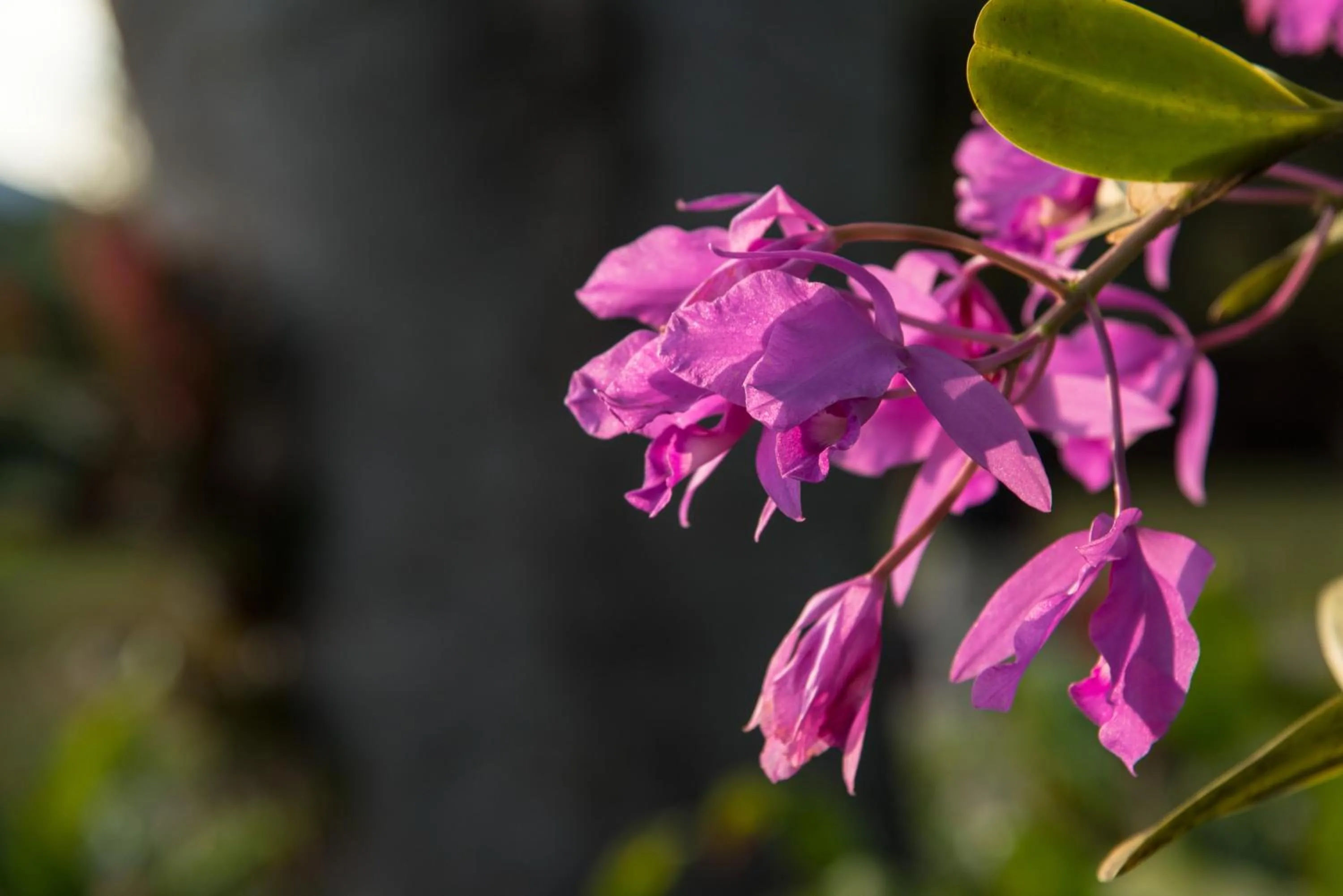 Garden in Hotel Bougainvillea San José