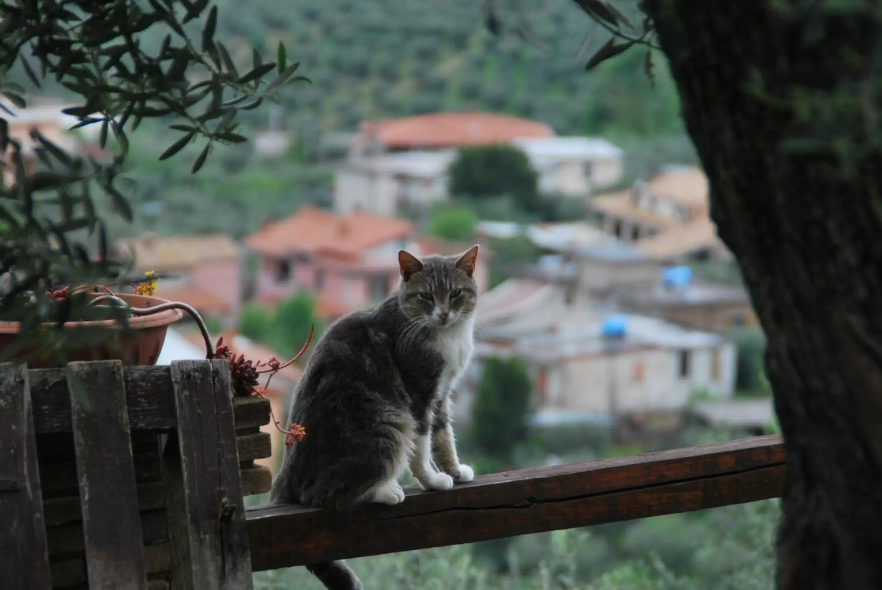 Garden, Pets in B&B A Casa di Silvia