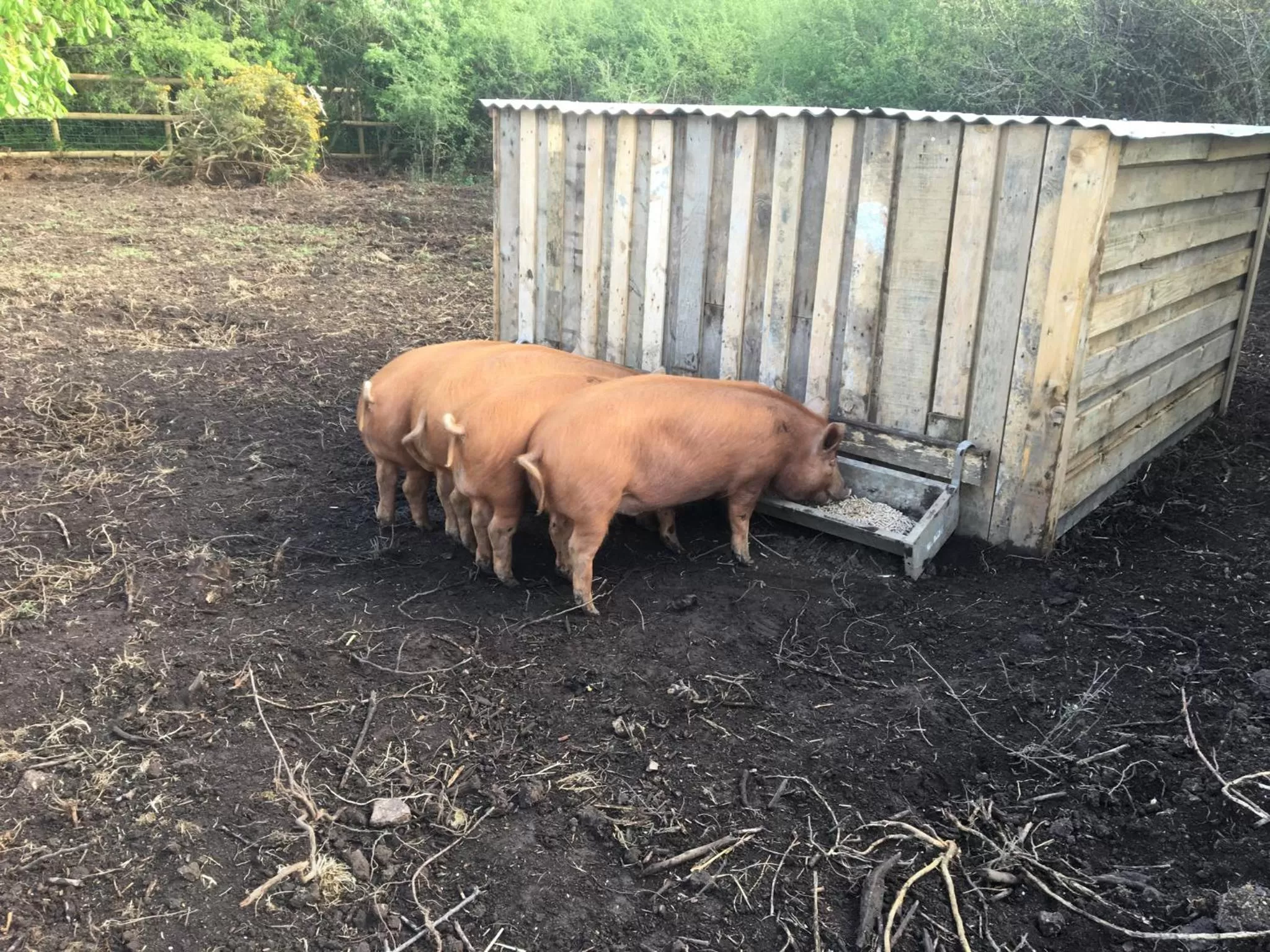Animals, Other Animals in Higher Trenear Farm B&B