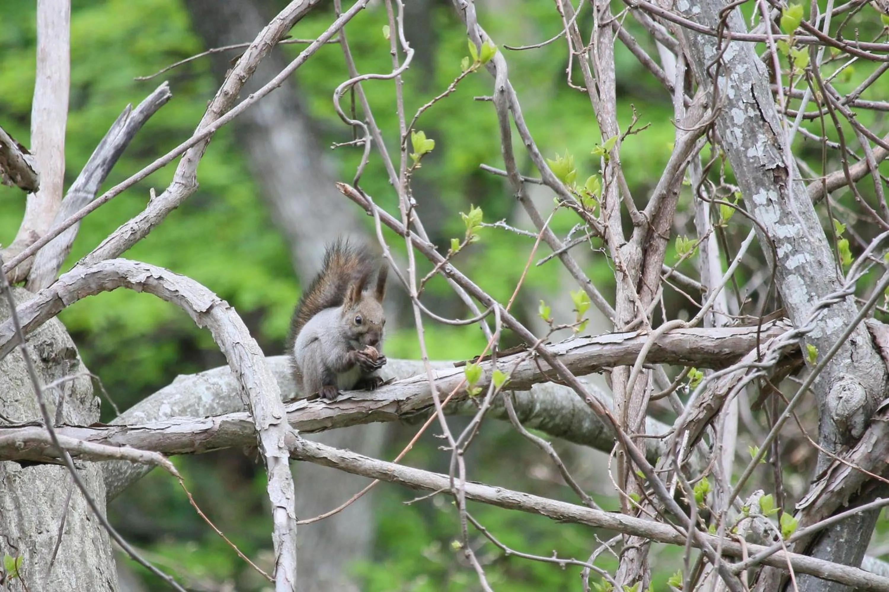 Animals in Winkel Village