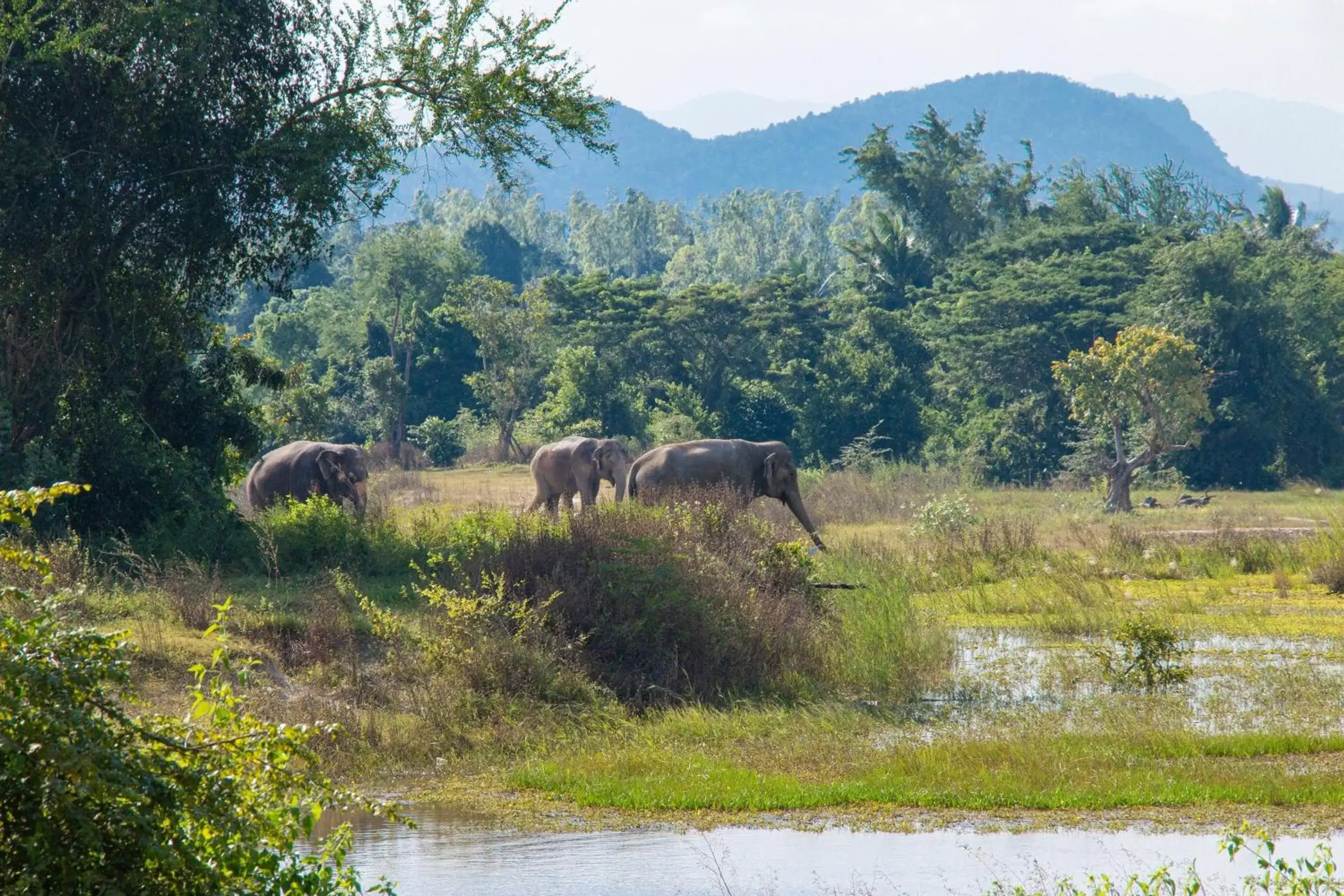 Other, Other Animals in Sheraton Hua Hin Resort & Spa