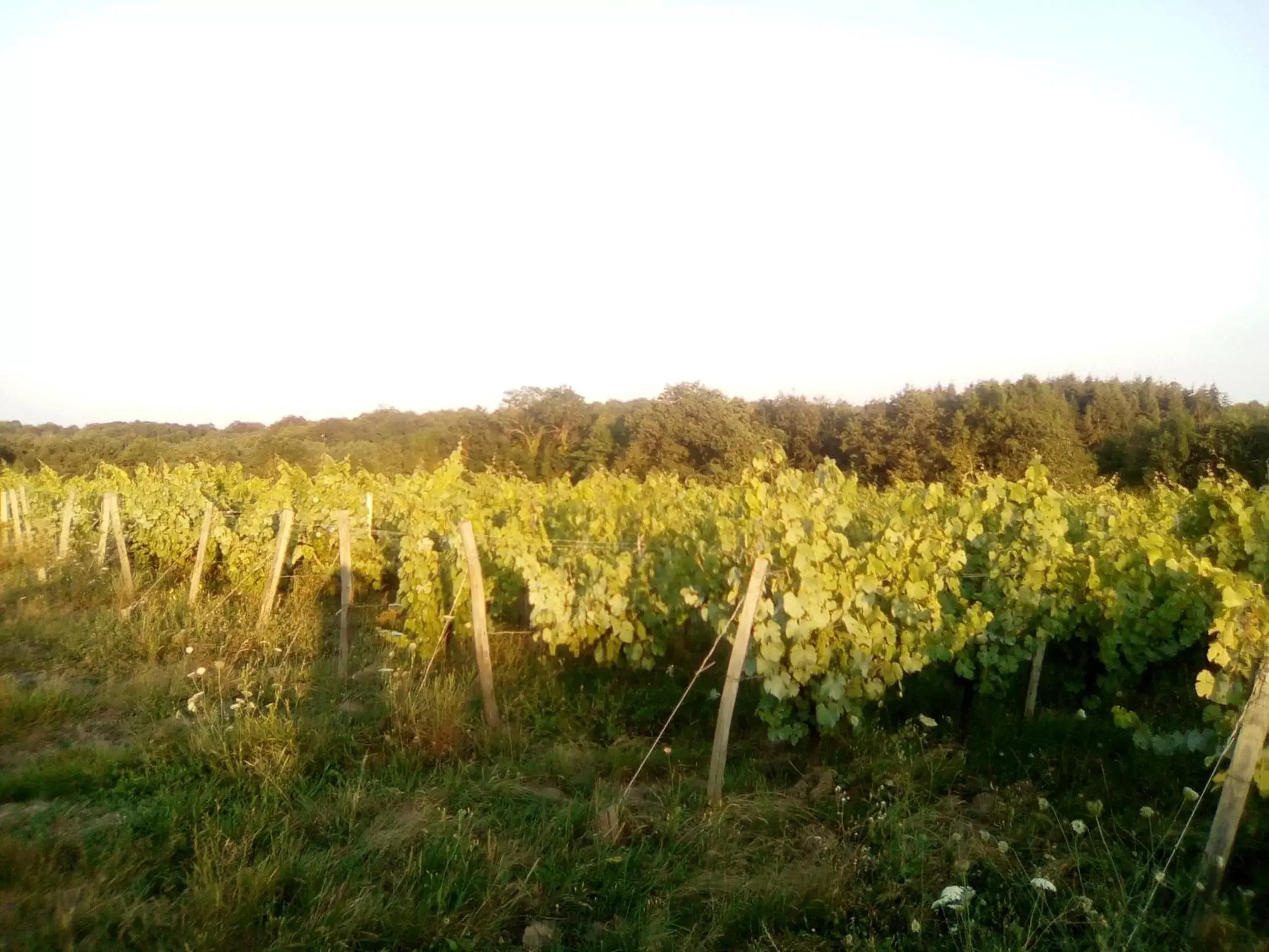 Natural landscape in Mas des Vignes Piscine chauffée