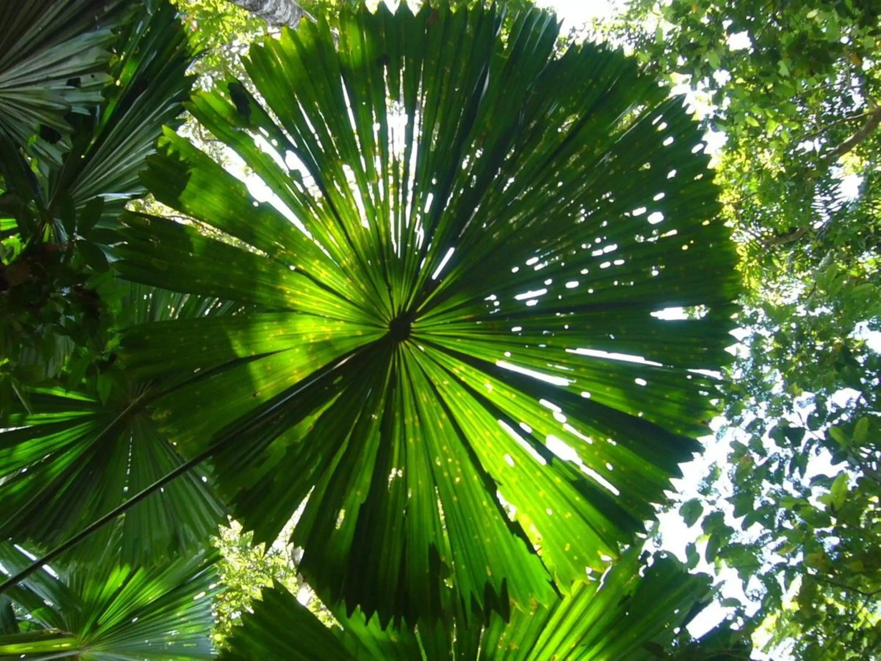 Garden in Port Douglas Retreat