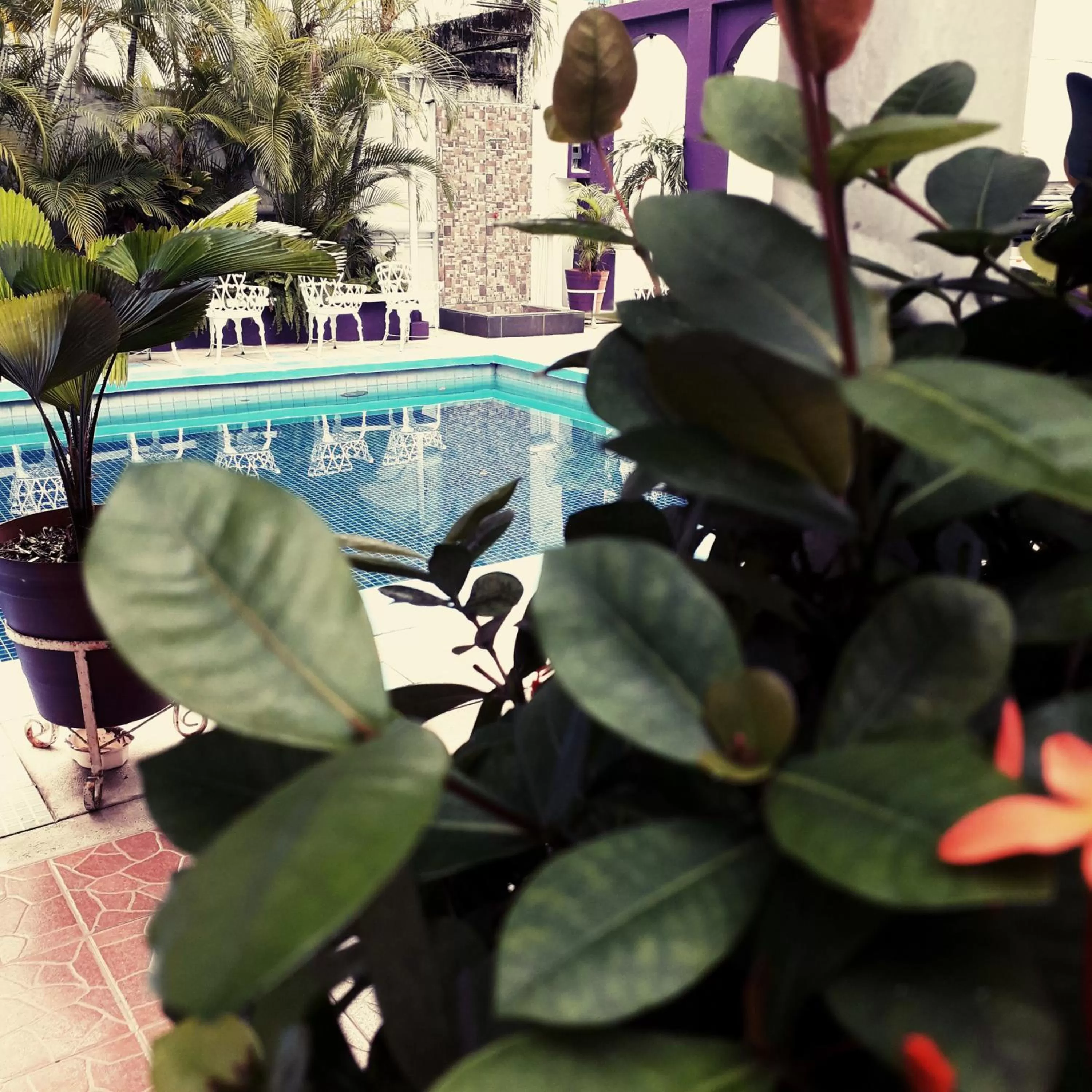 Swimming Pool in Hotel Michelle