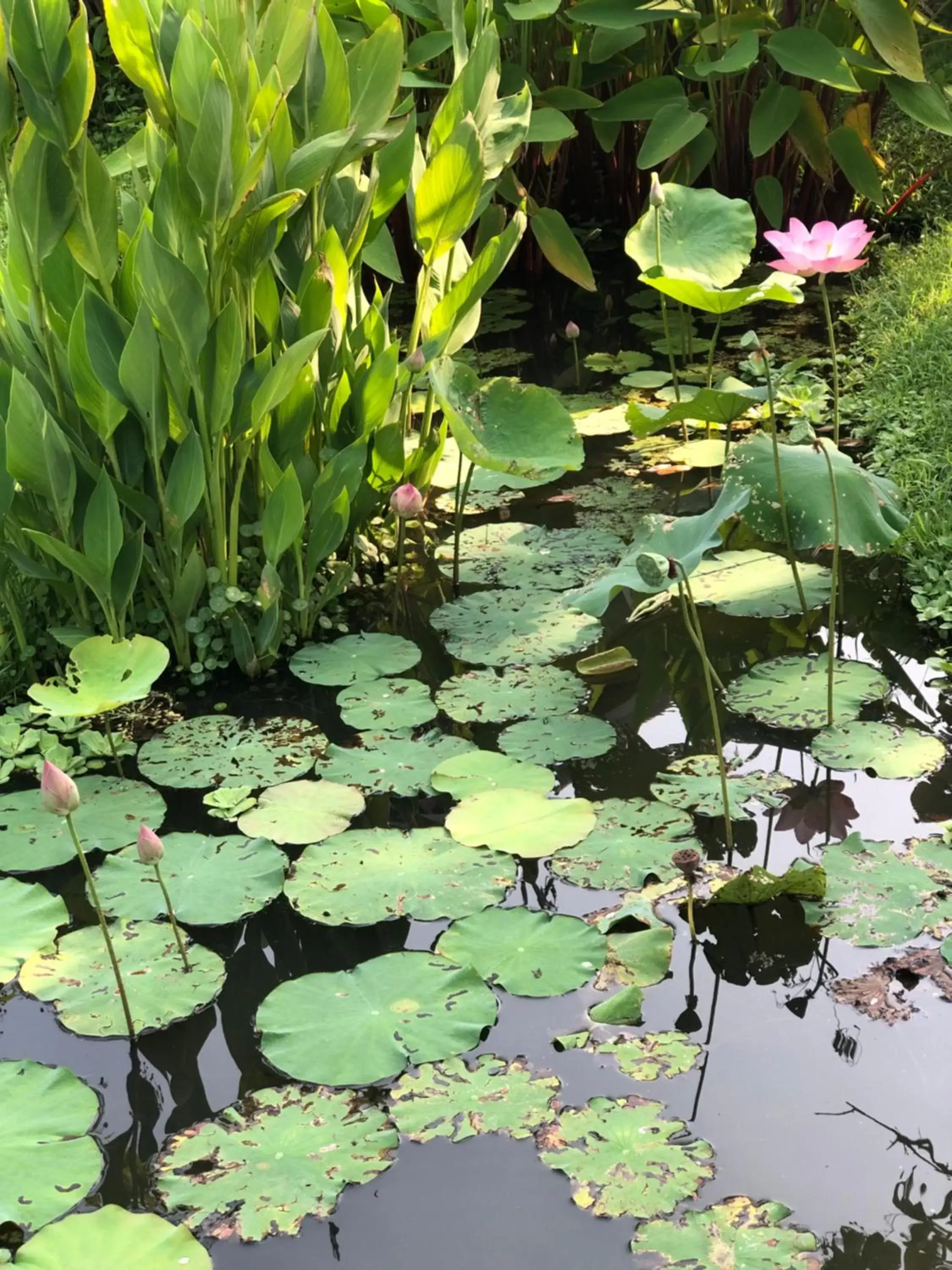 Natural landscape in Pura Vida Pai Resort