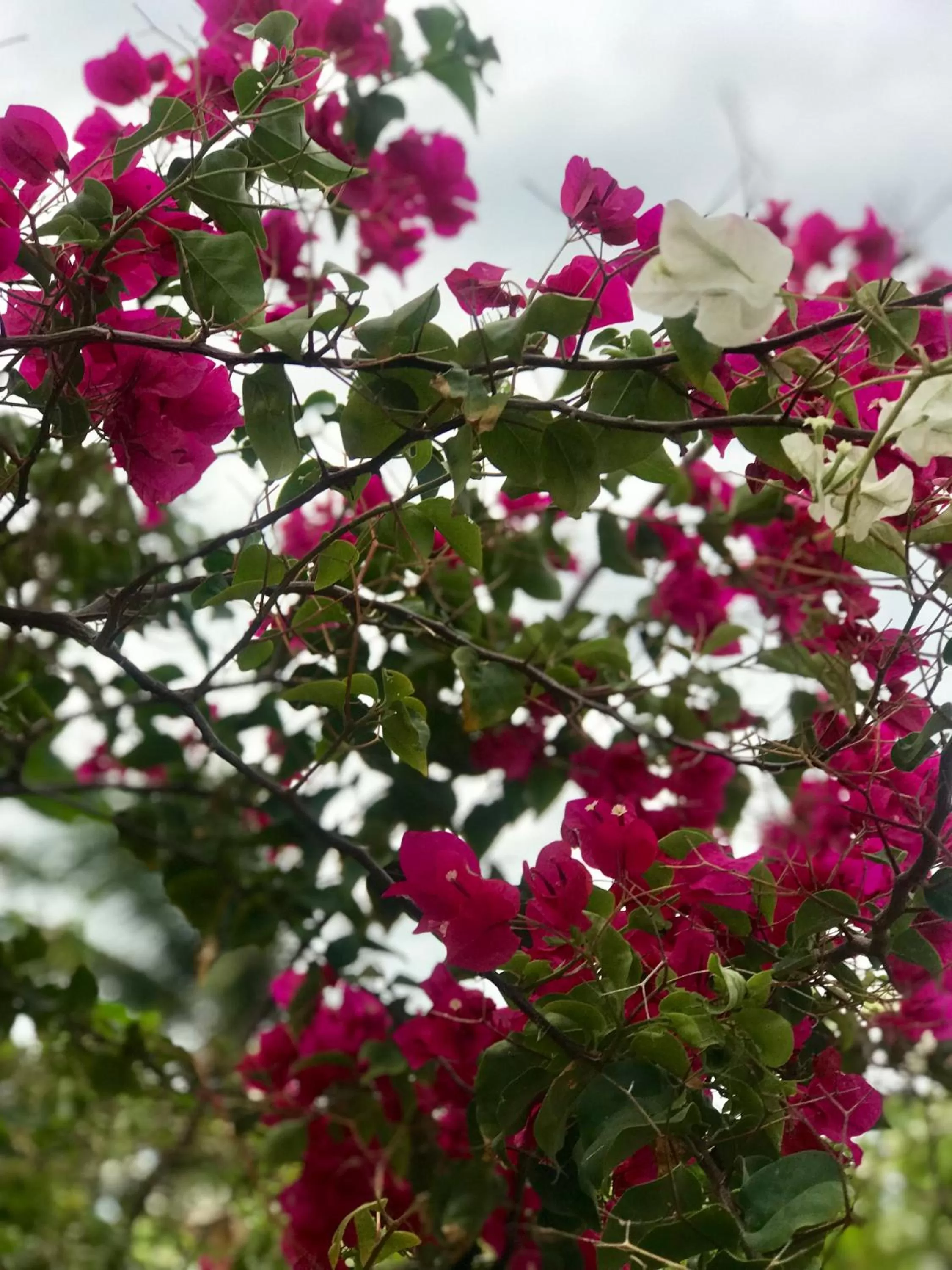 Garden in La Casa de Paz Hotel