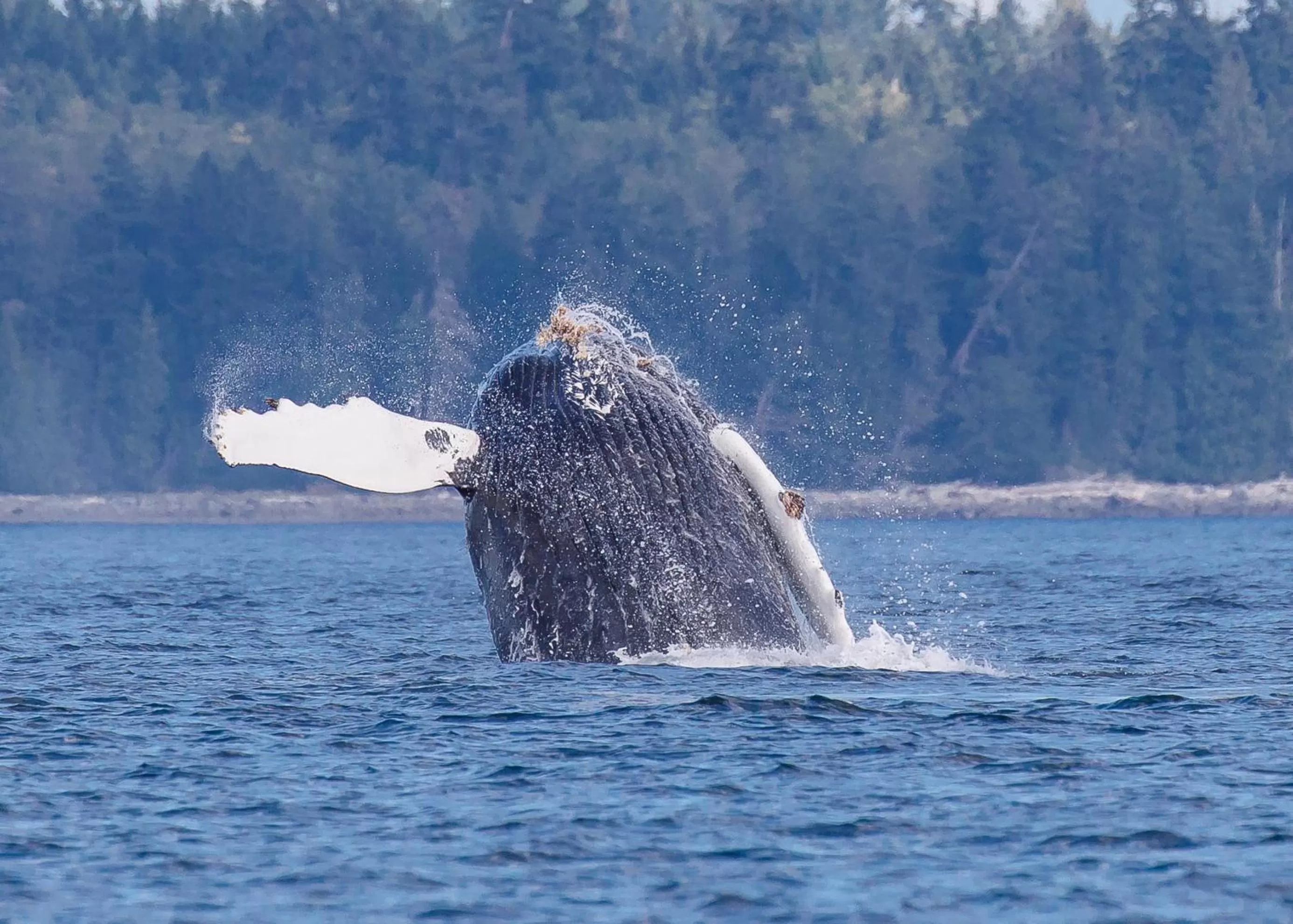 Animals in Money Pennies Bed and Breakfast