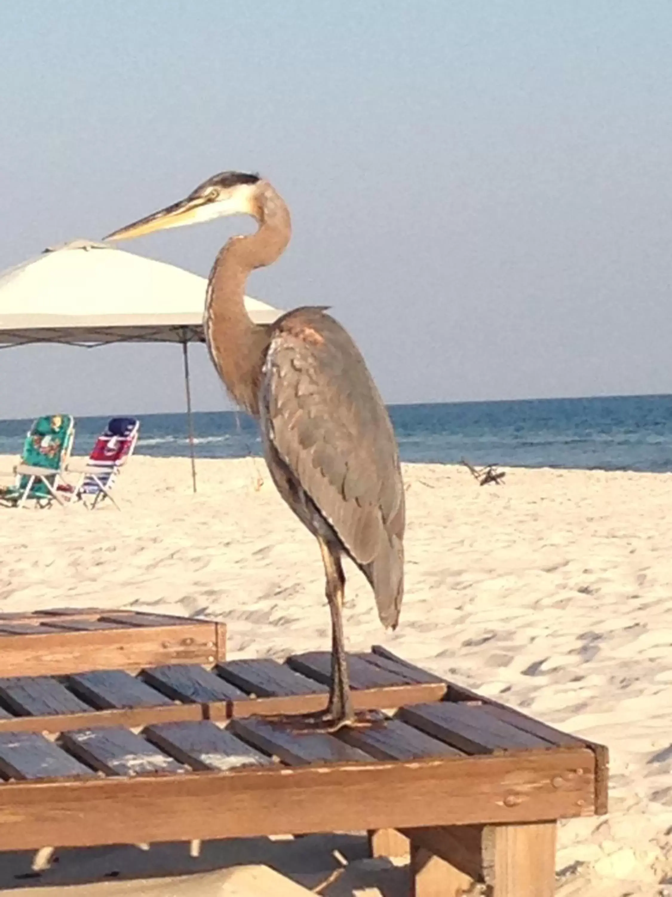 Beach, Other Animals in Gulf Shores Plantation