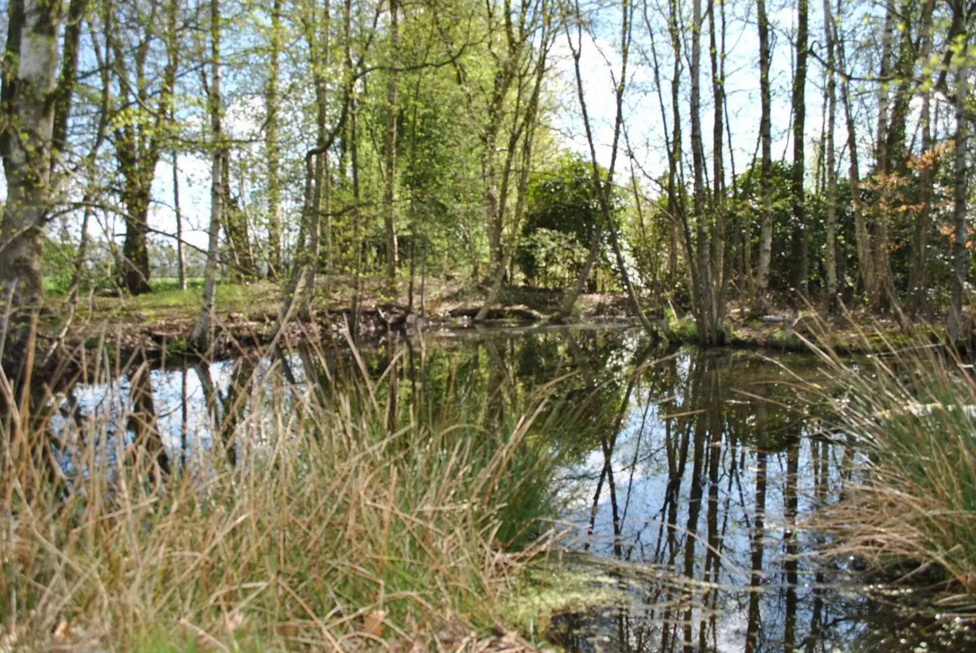 Natural Landscape in Buntes Moor