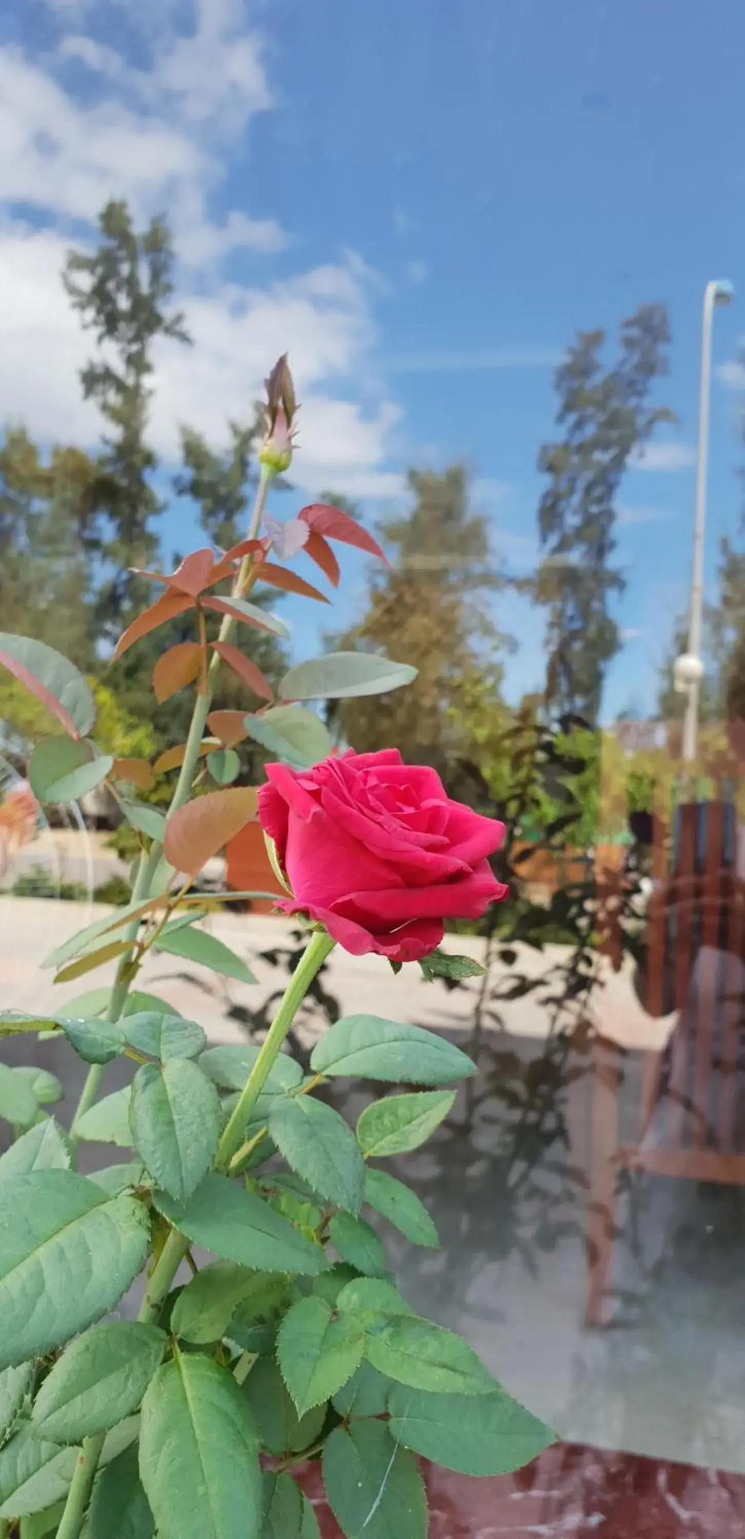 Garden in Phu Cuong Beach Hotel