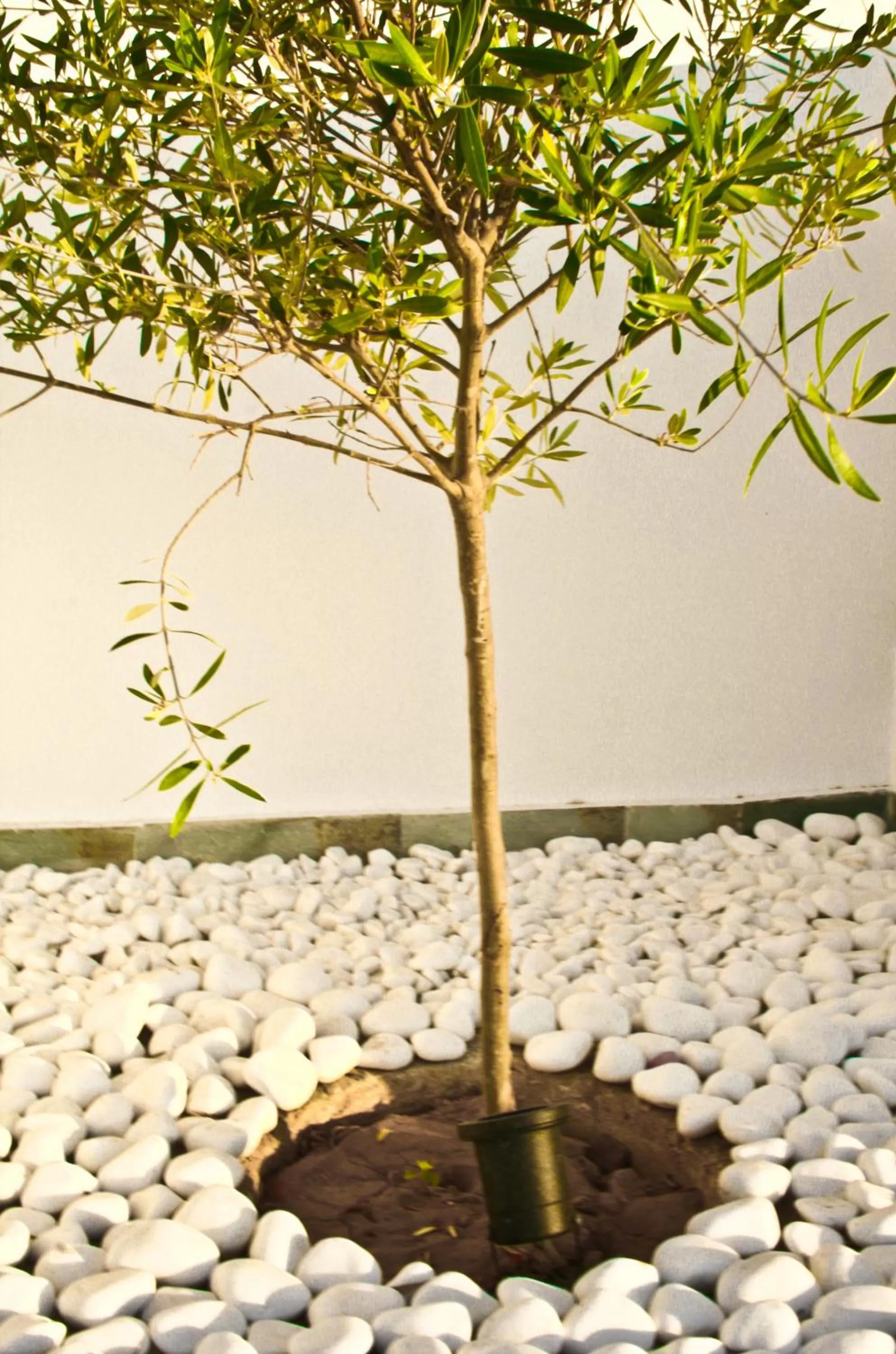 Decorative detail in Bella Vista Stegna