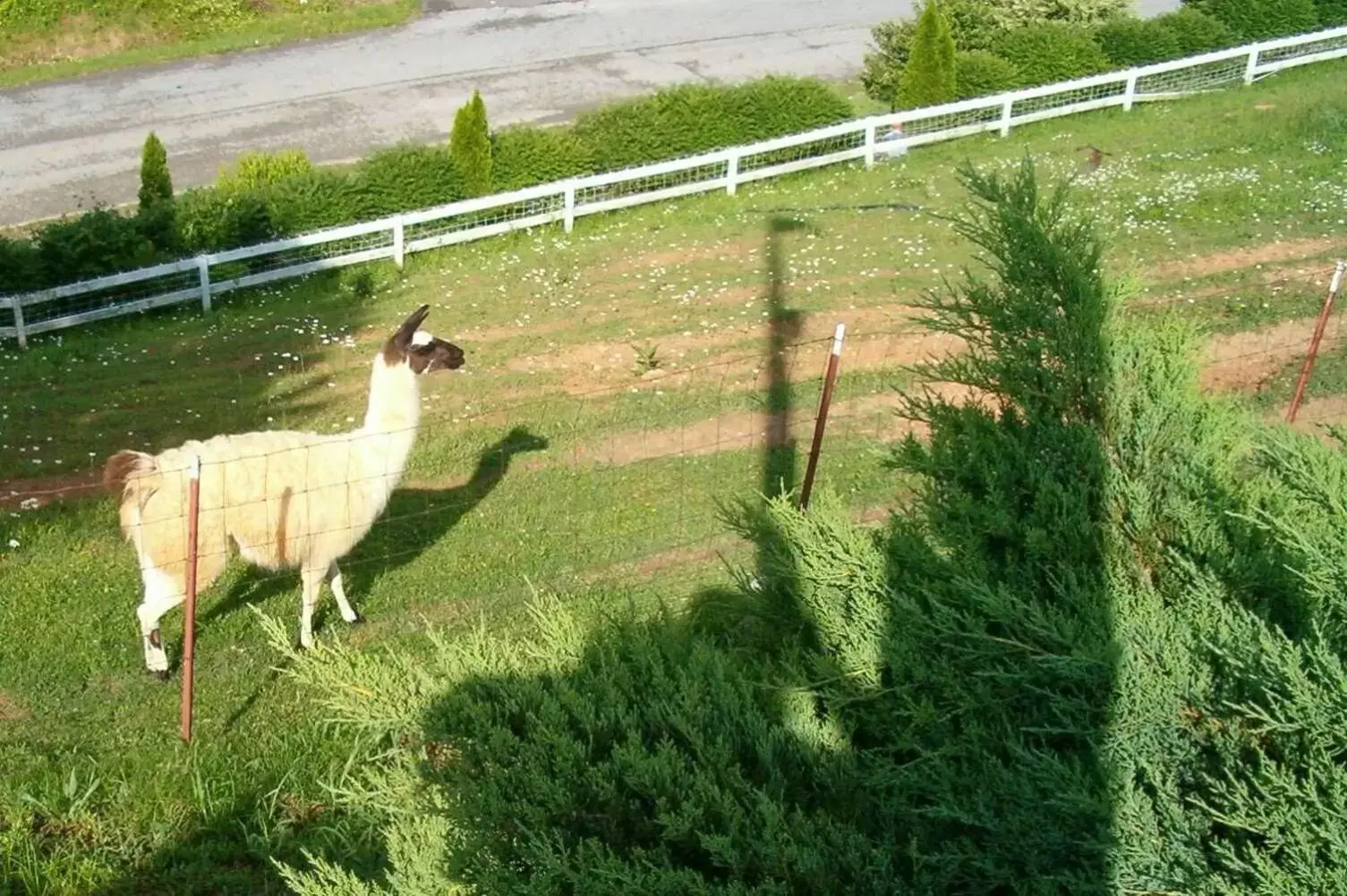 Property building, Other Animals in Hampton Inn Caryville-I-75/Cove Lake-State Park