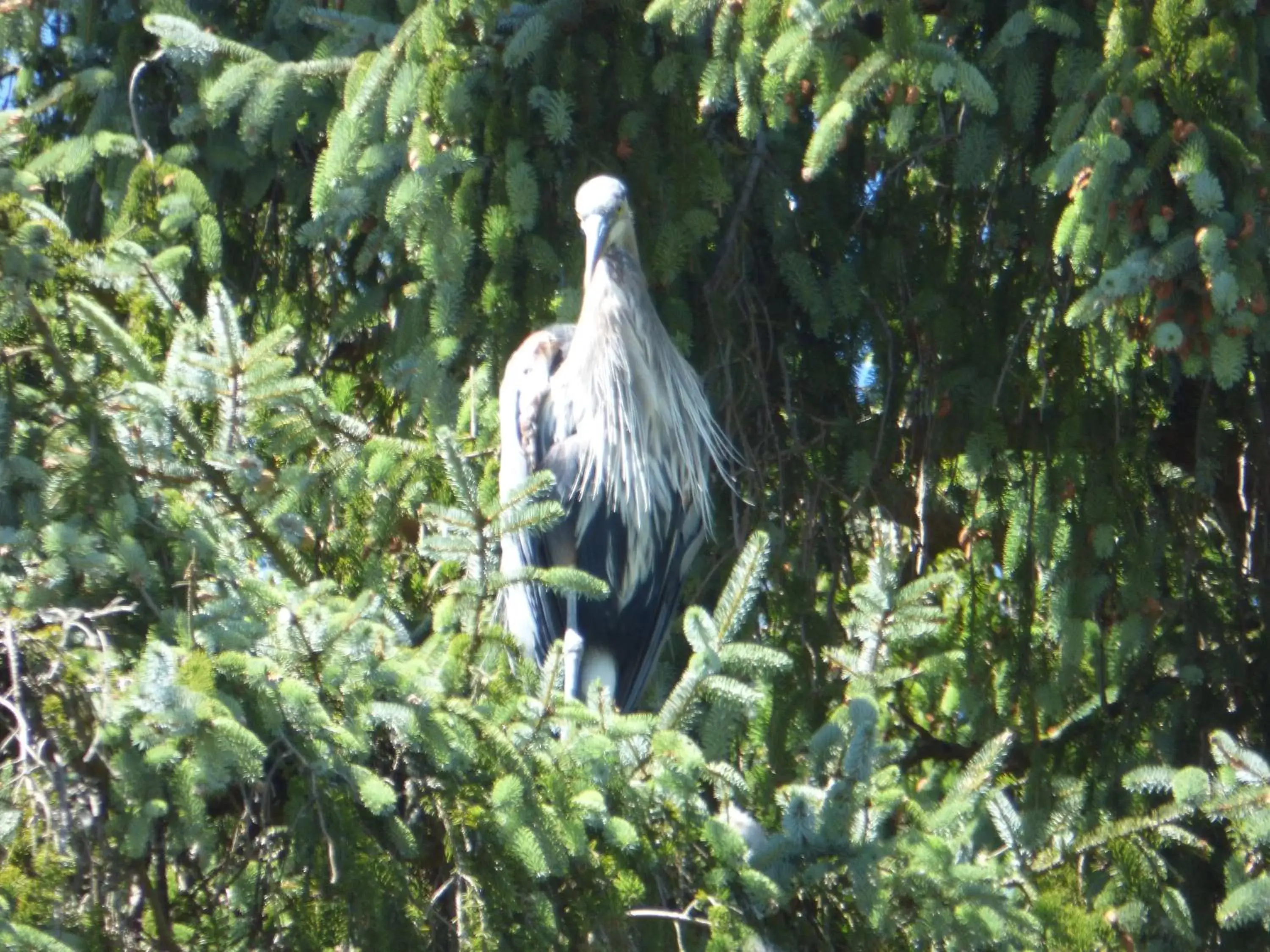 Animals, Other Animals in Sheltered Nook On Tillamook Bay