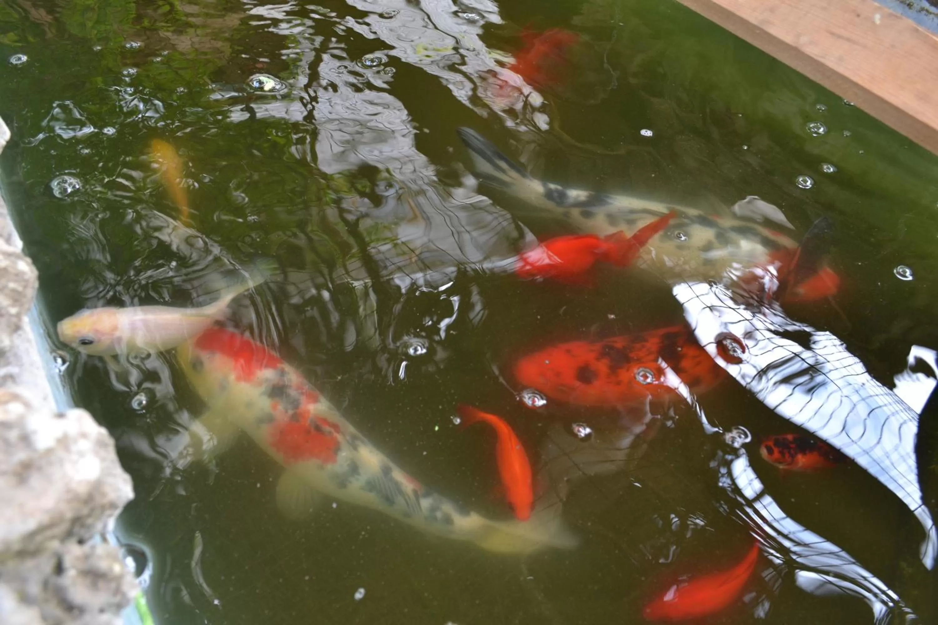 Animals in Mystery Garden Guest House