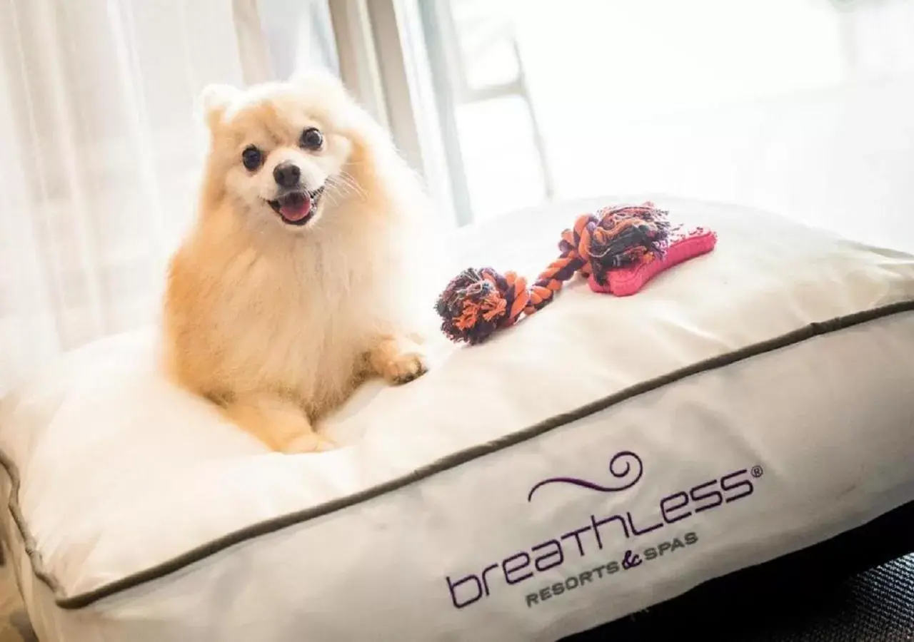 Pets in Breathless Riviera Cancun Resort & Spa - Adults Only - All inclusive