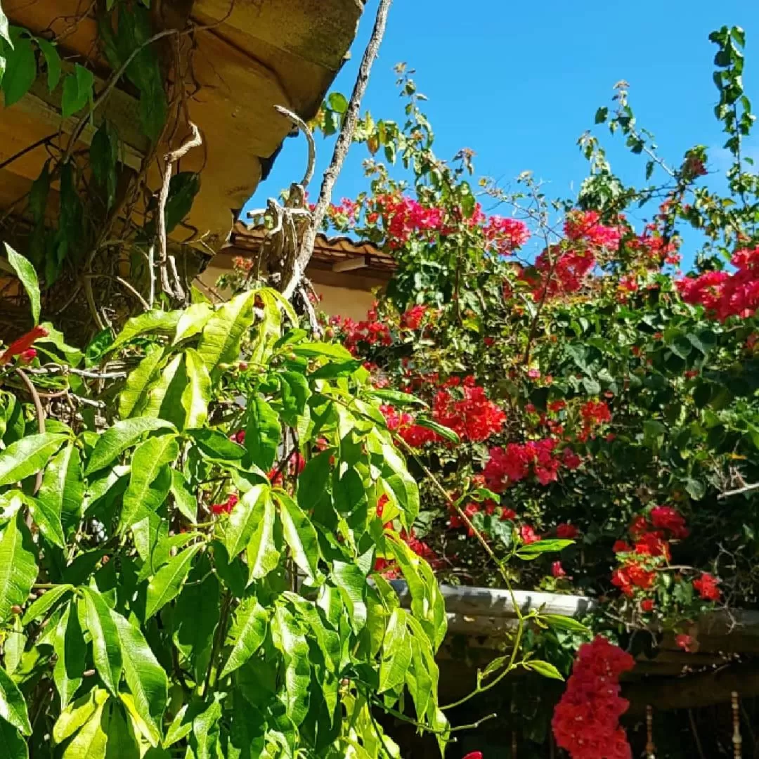 Garden in Pousada Villages Boutique Hotel - 150m da Praia da Laje