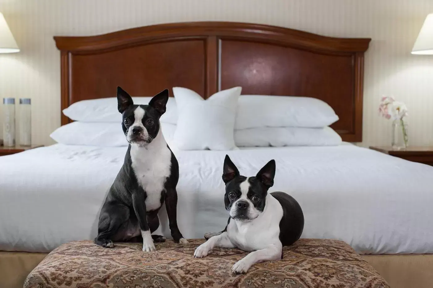 Pets, Bed in Rogue Regency Inn & Suites