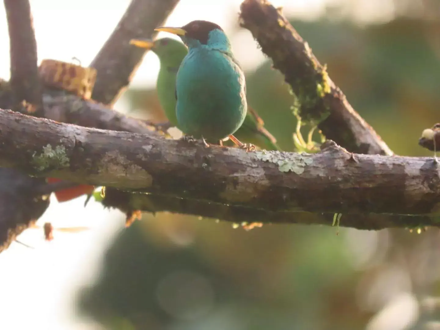 Other Animals in Birds & Breakfast Costa Rica