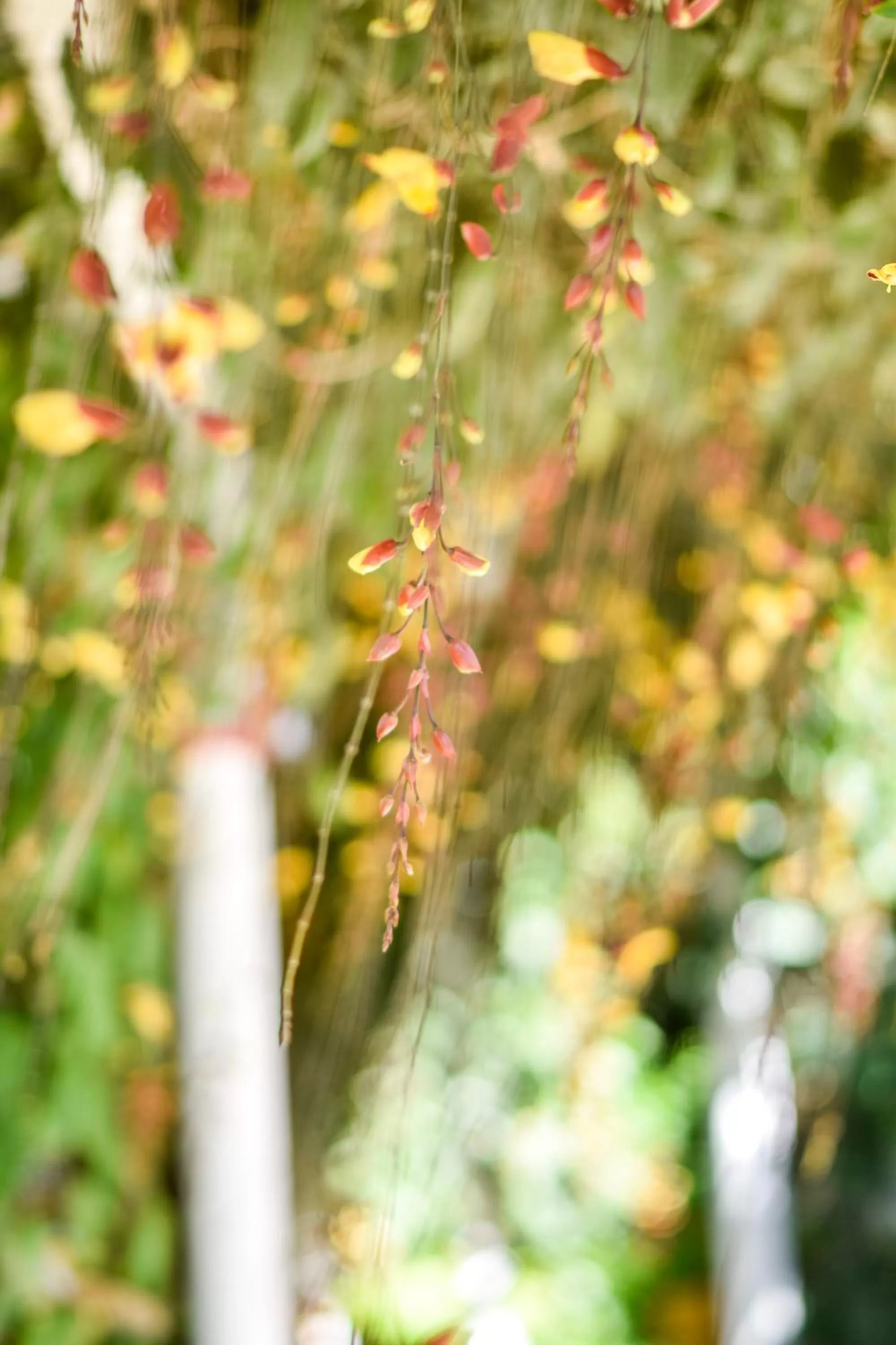 Natural landscape in La Riviera Hotel