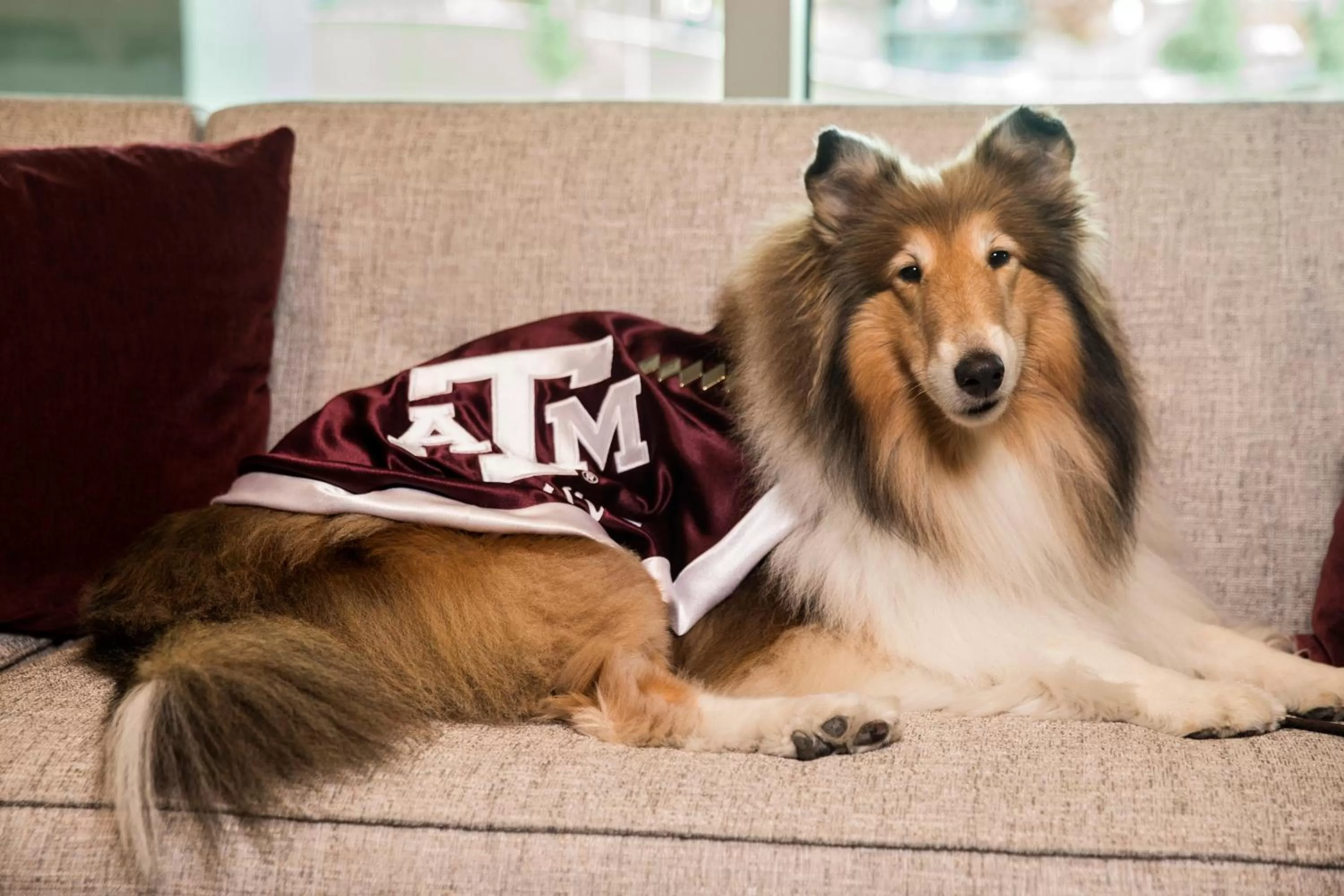 Pets in Texas A&M Hotel and Conference Center