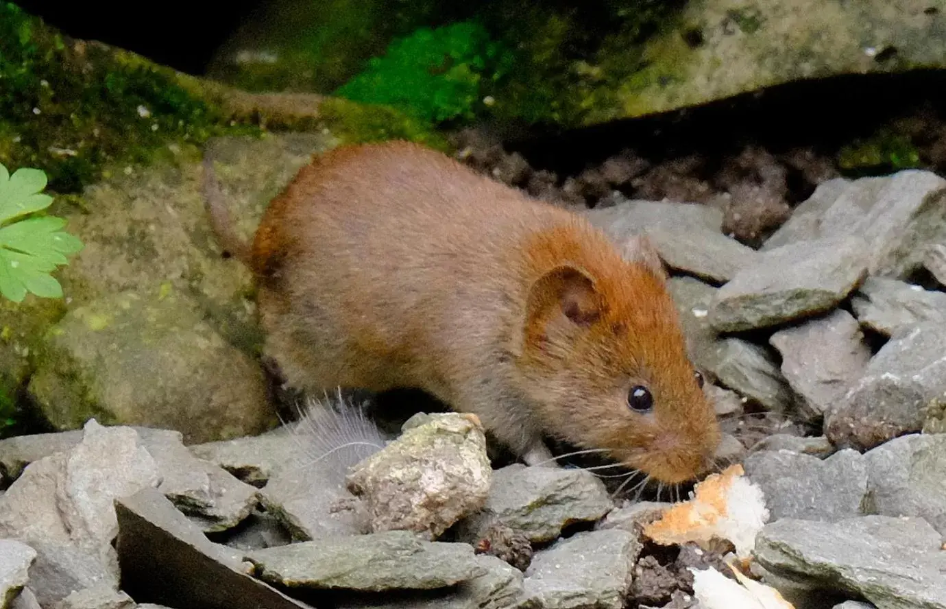 Other Animals in Slack Cottage