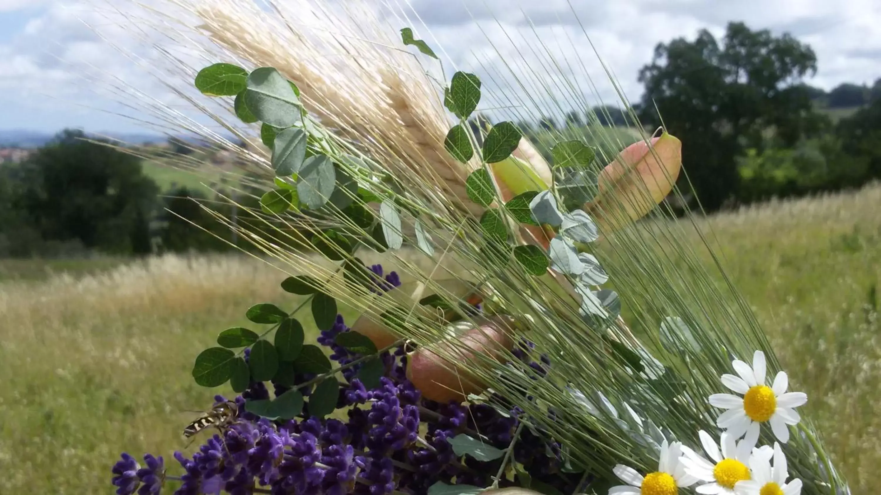 Natural landscape in Amor di Lavanda