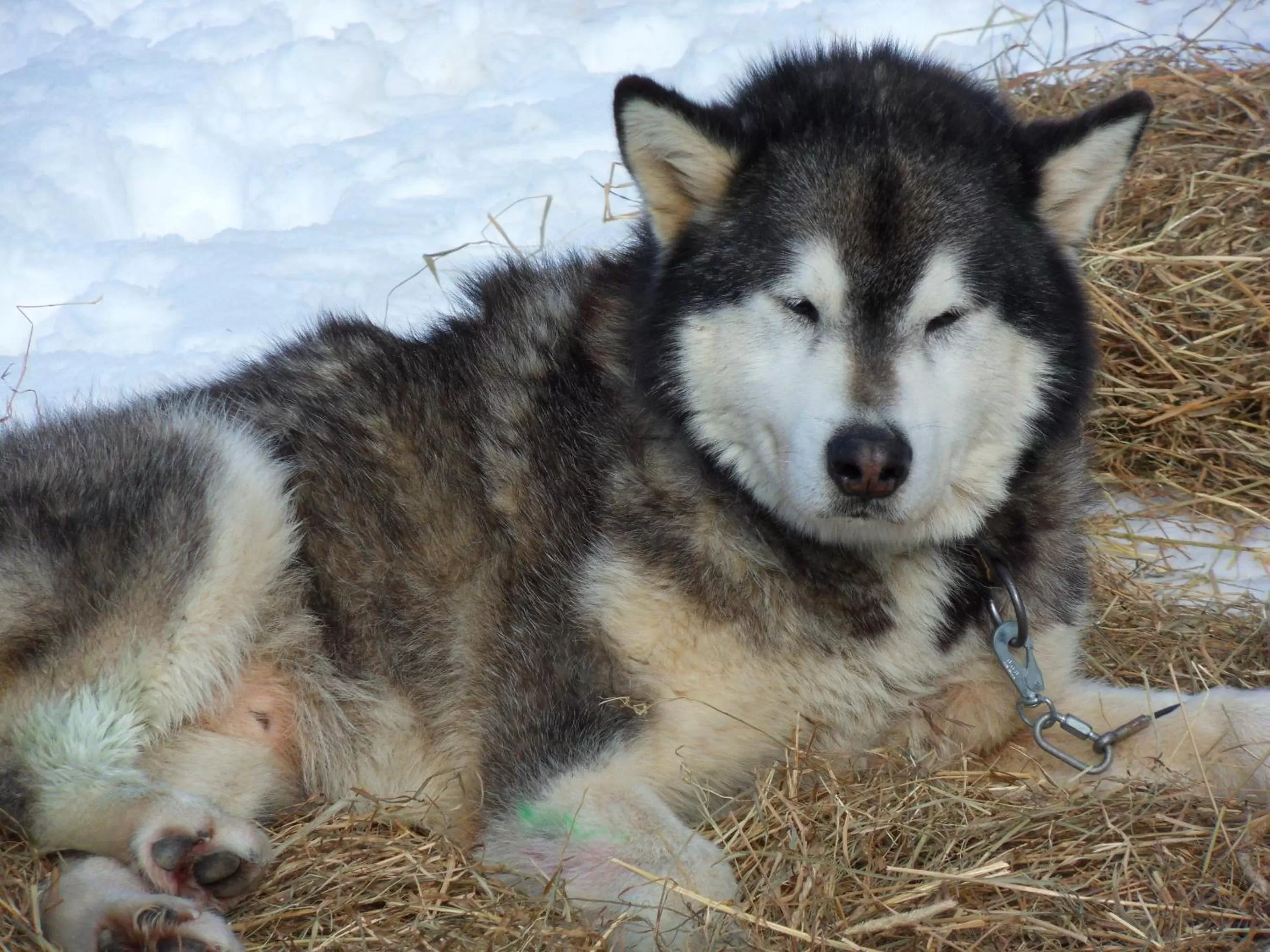 Other, Other Animals in L'Estapade des Tourelons