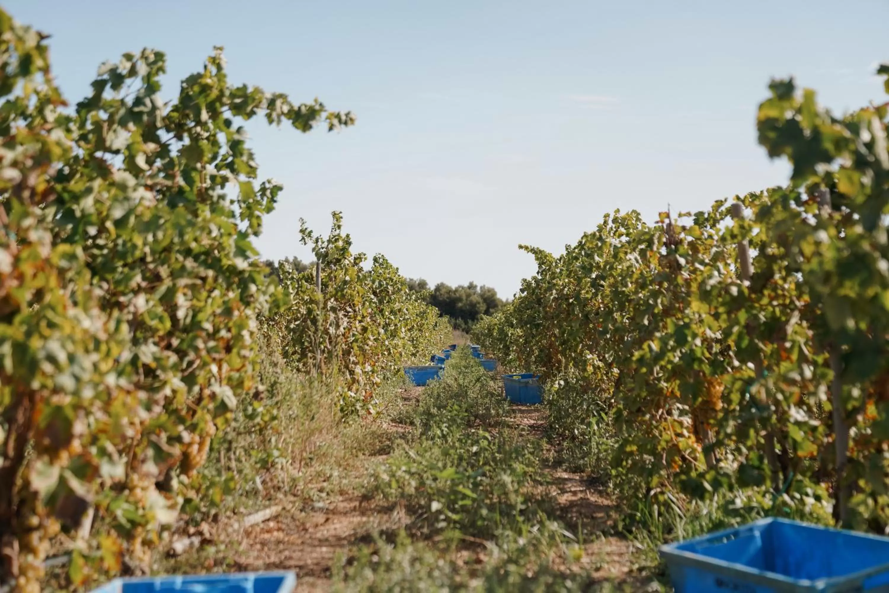 Off site in Son Brull Hotel & Spa - Relais & Chateaux