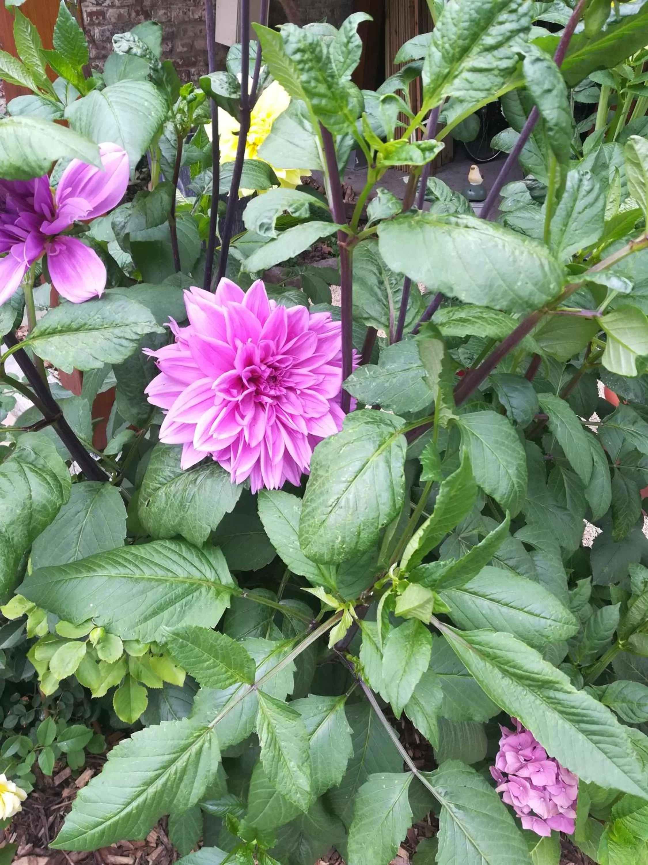 Garden in B&B De Dubbelmolen