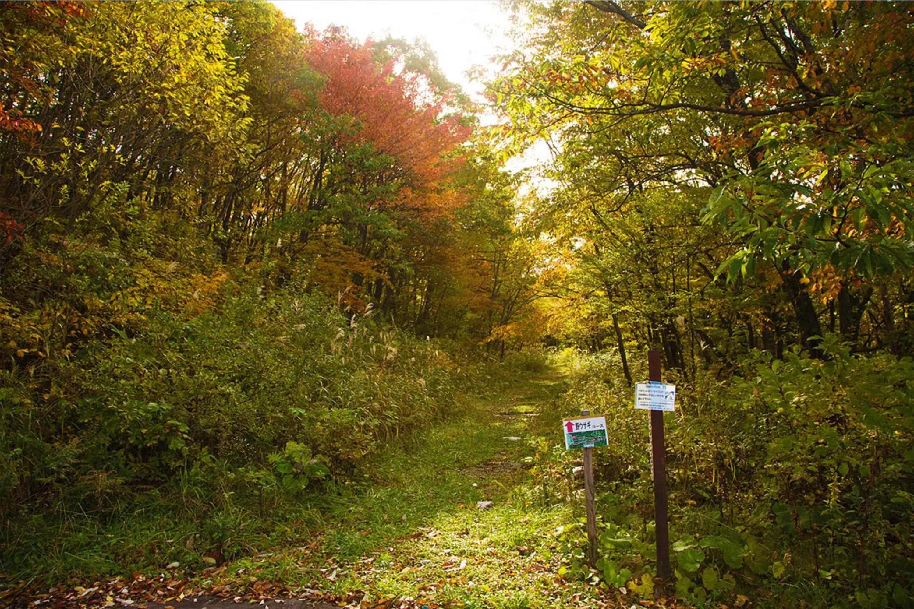 Natural landscape in Resort Villa Takayama