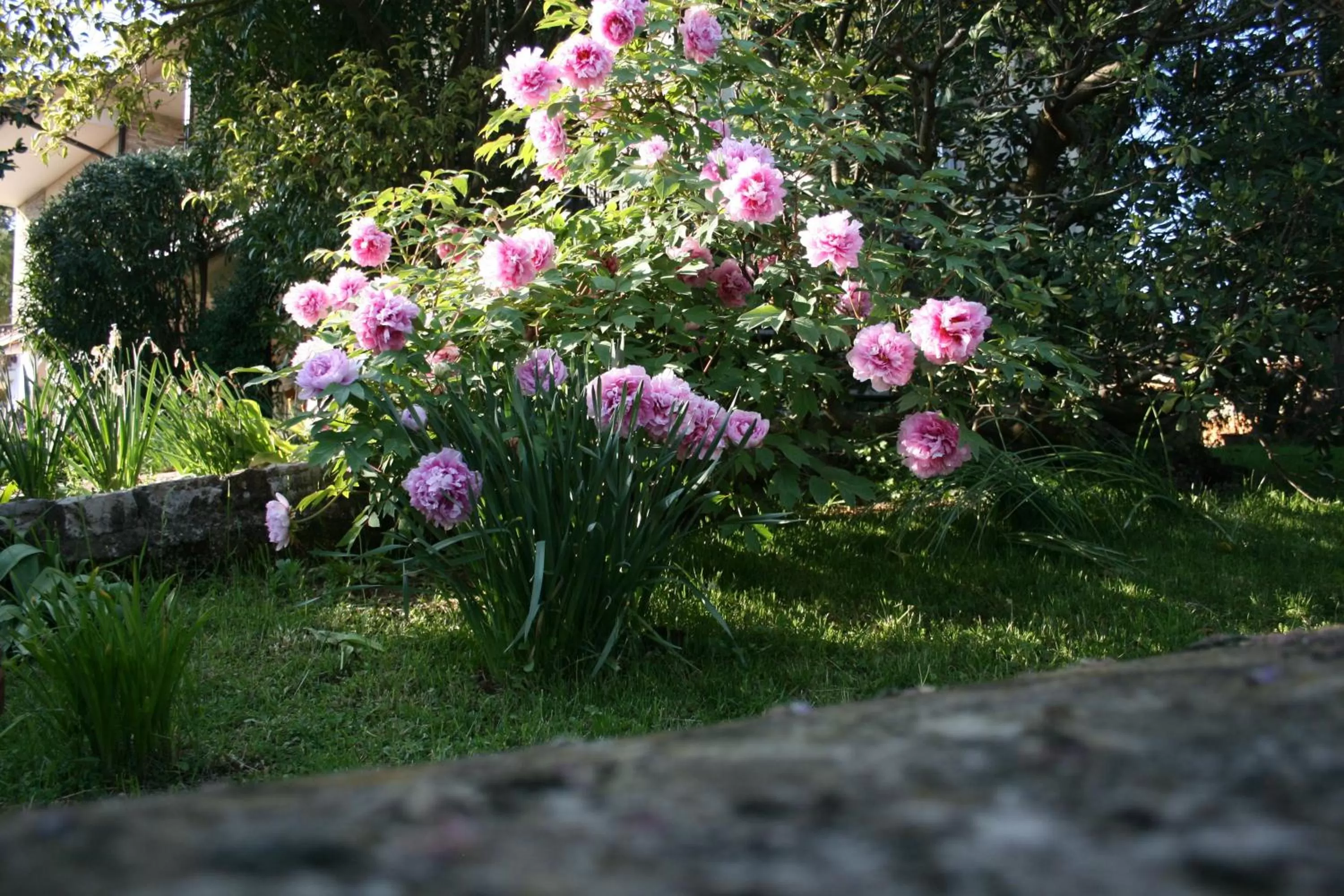 Garden in B&B Il Glicine