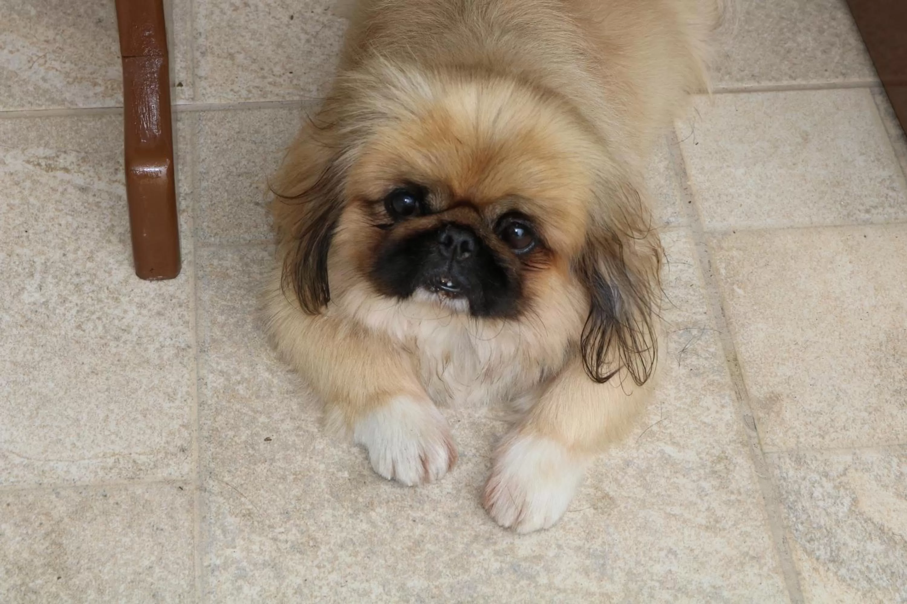 Pets in Pousada Flor Dália