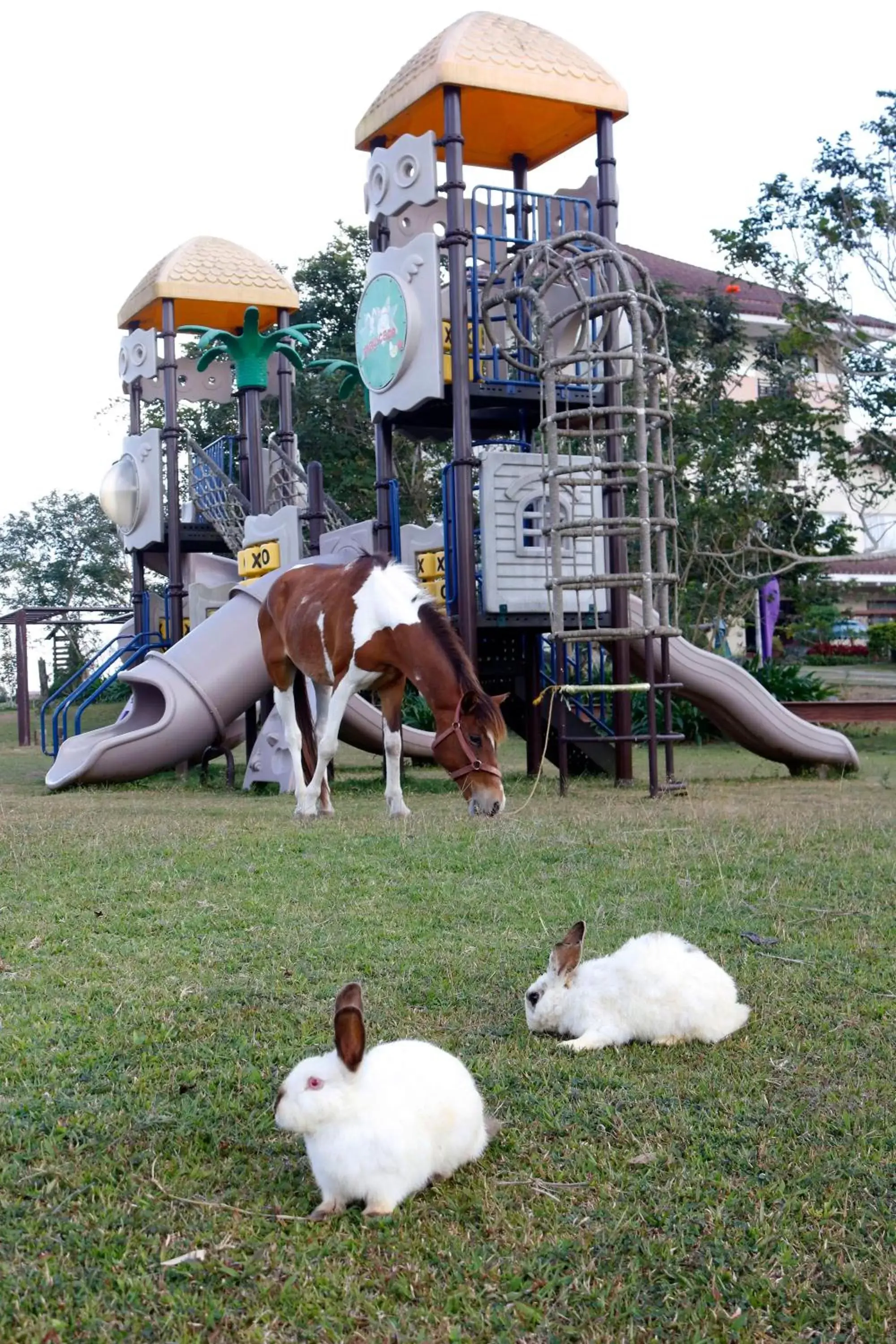 Children play ground, Pets in Hotel Kimberly Tagaytay