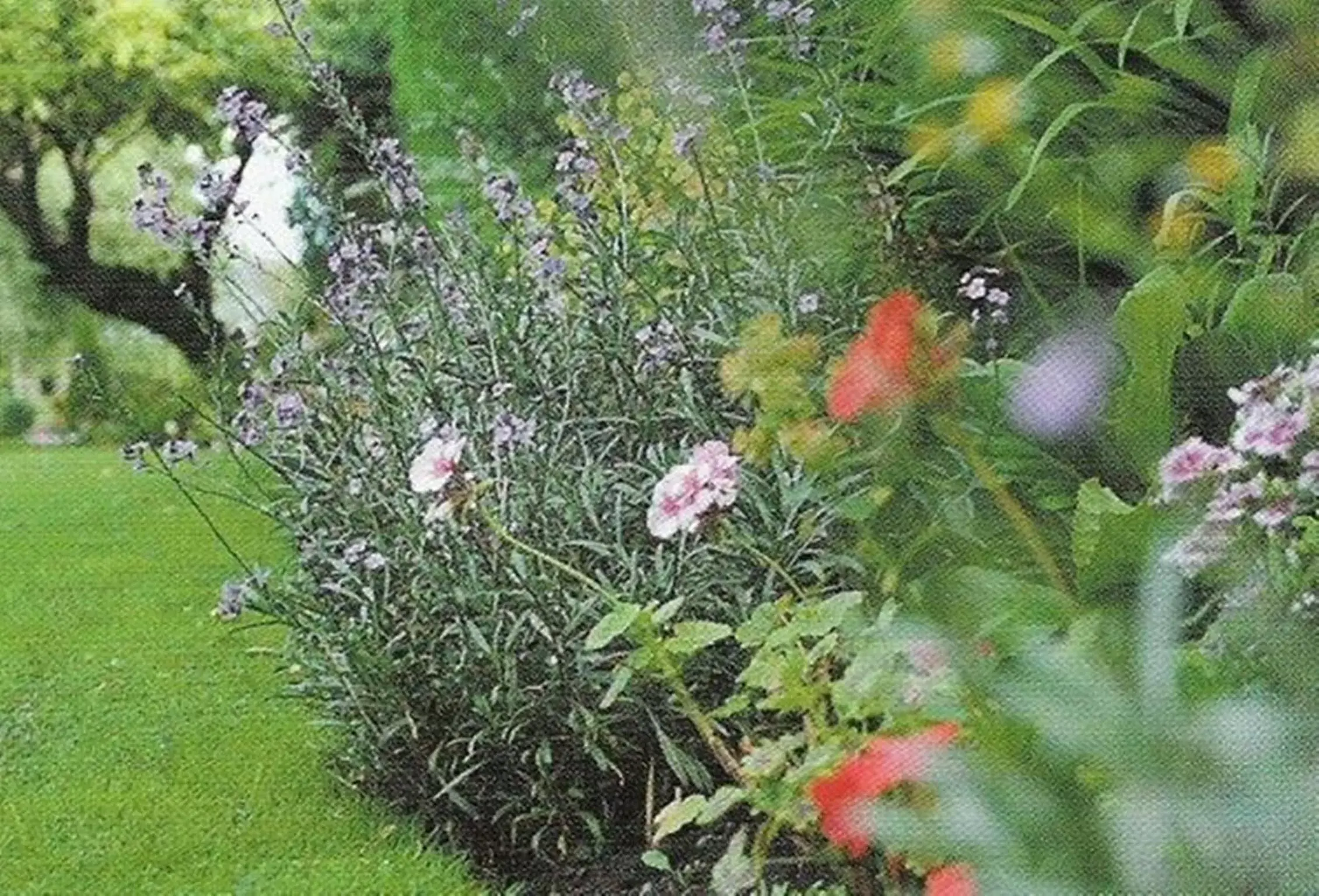 Garden in Gaskell Arms