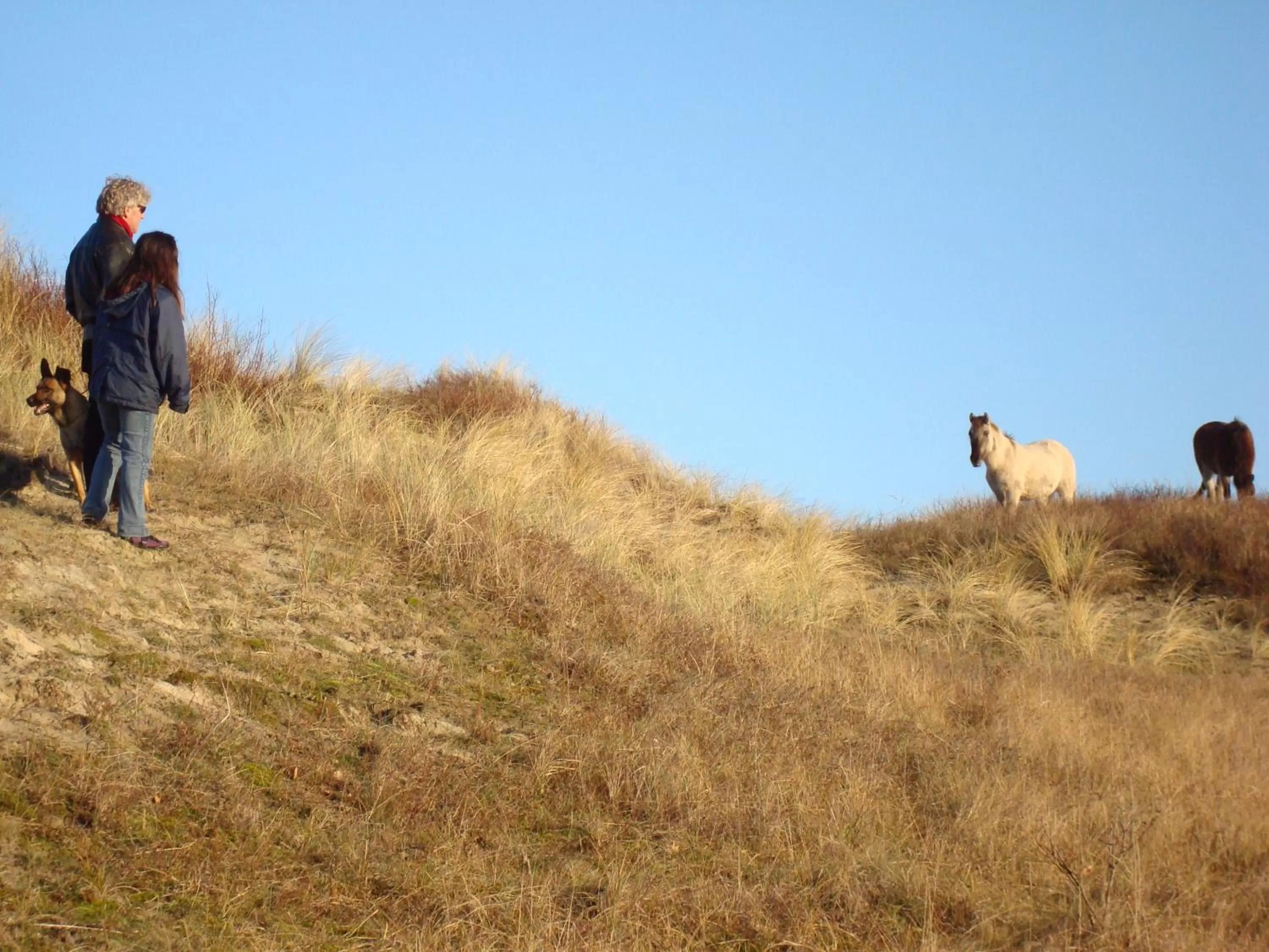 Natural landscape in Hotel Rasch