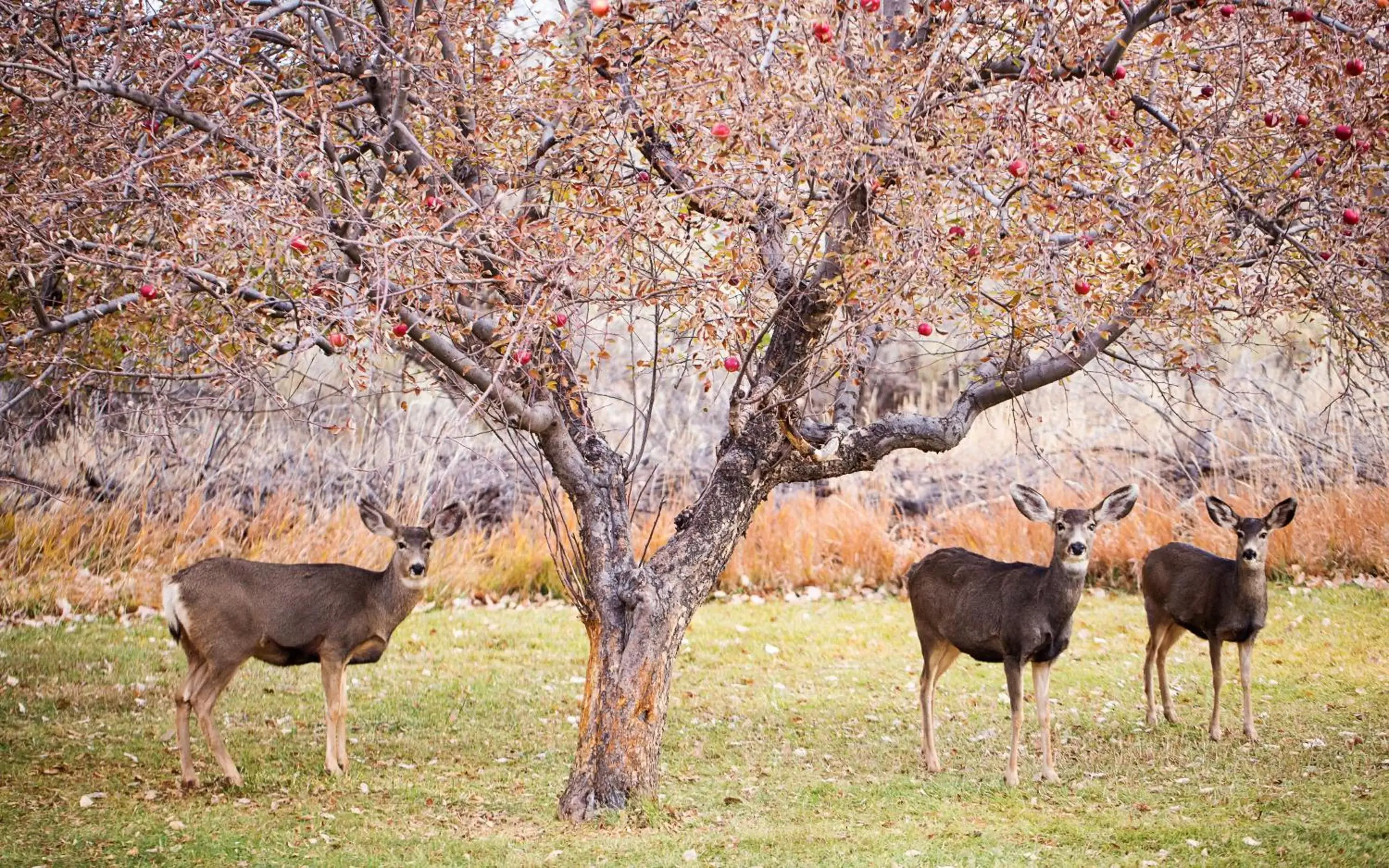 Property building, Other Animals in Castle Valley Inn