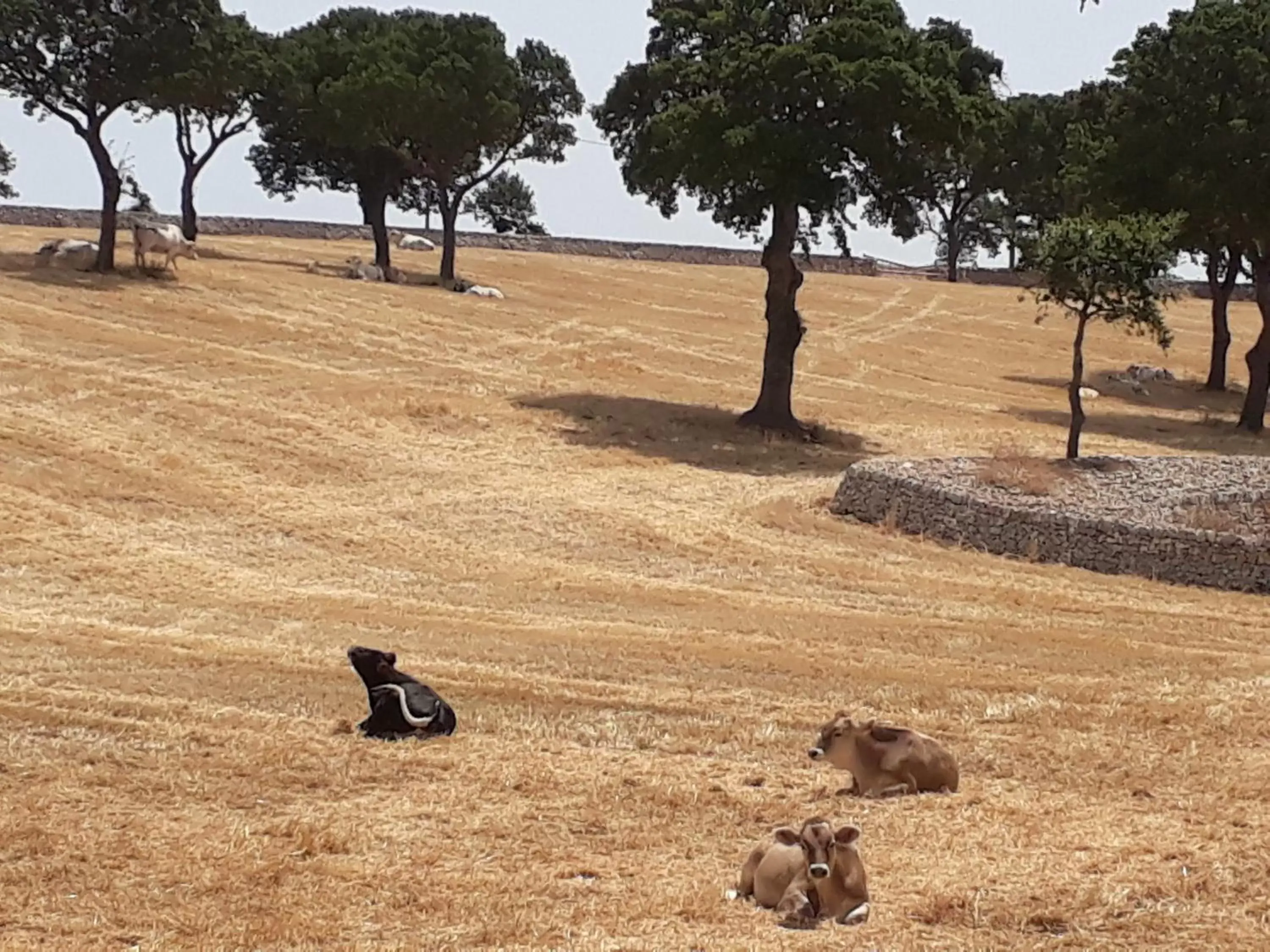 View (from property/room), Other Animals in B&B Masseria Santanna