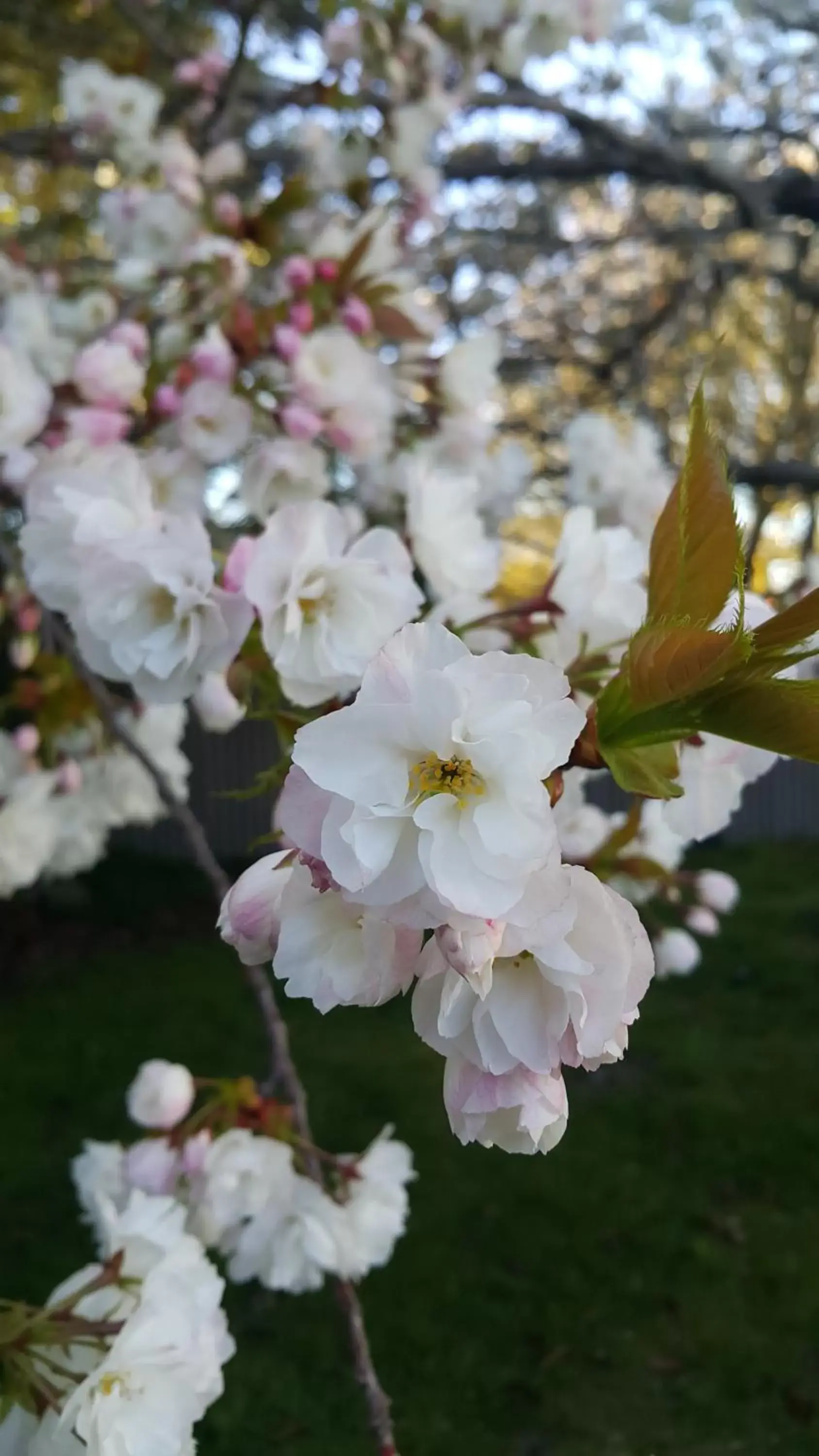 Spring in Lilybrook Motel