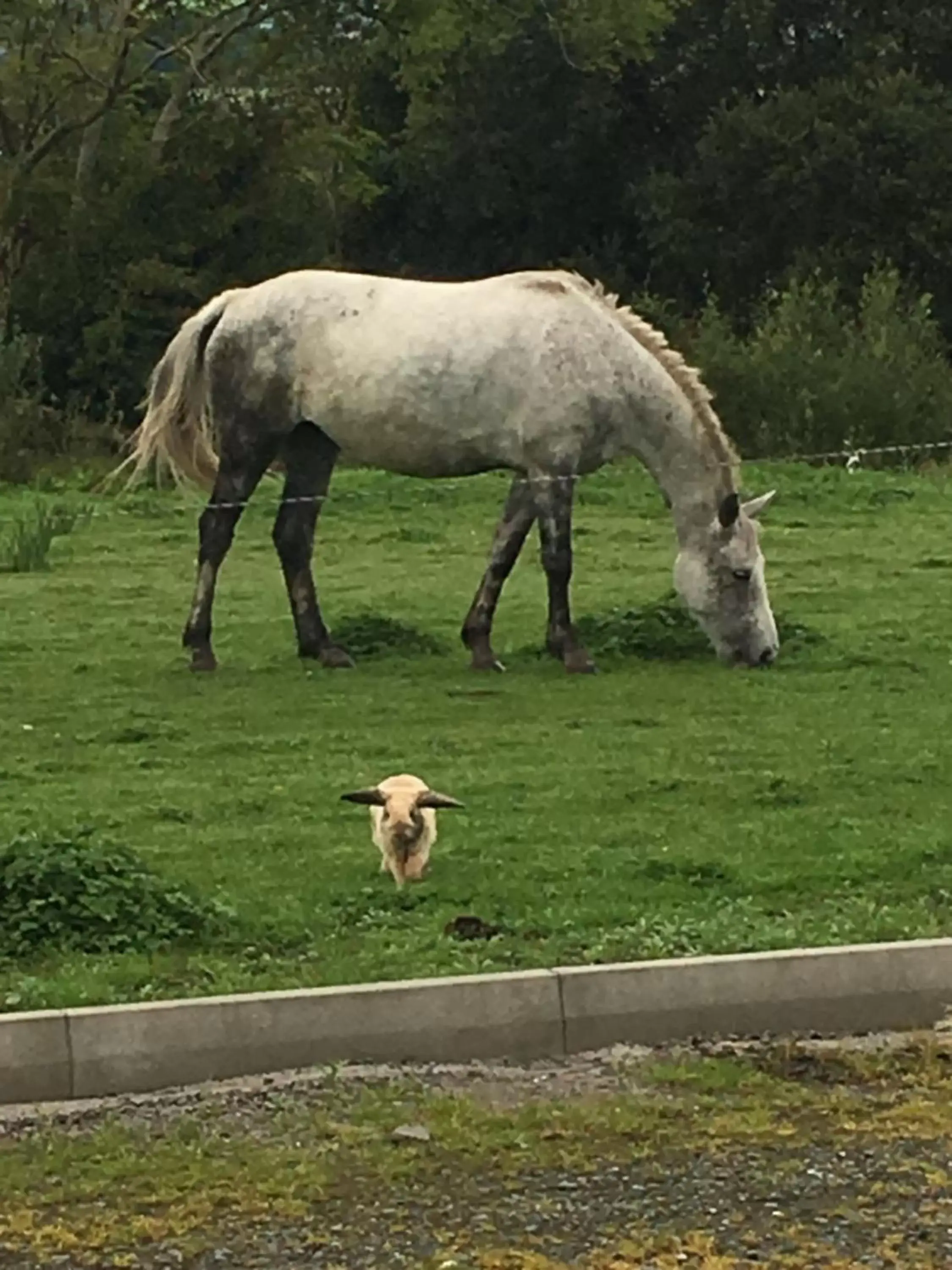 Property building, Other Animals in Camino House